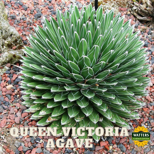 QUEEN VICTORIA AGAVE 6in
