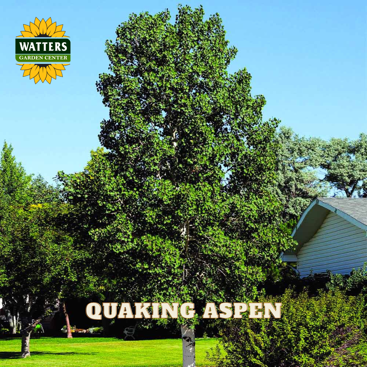 QUAKING ASPEN TREE SINGLE 7gal
