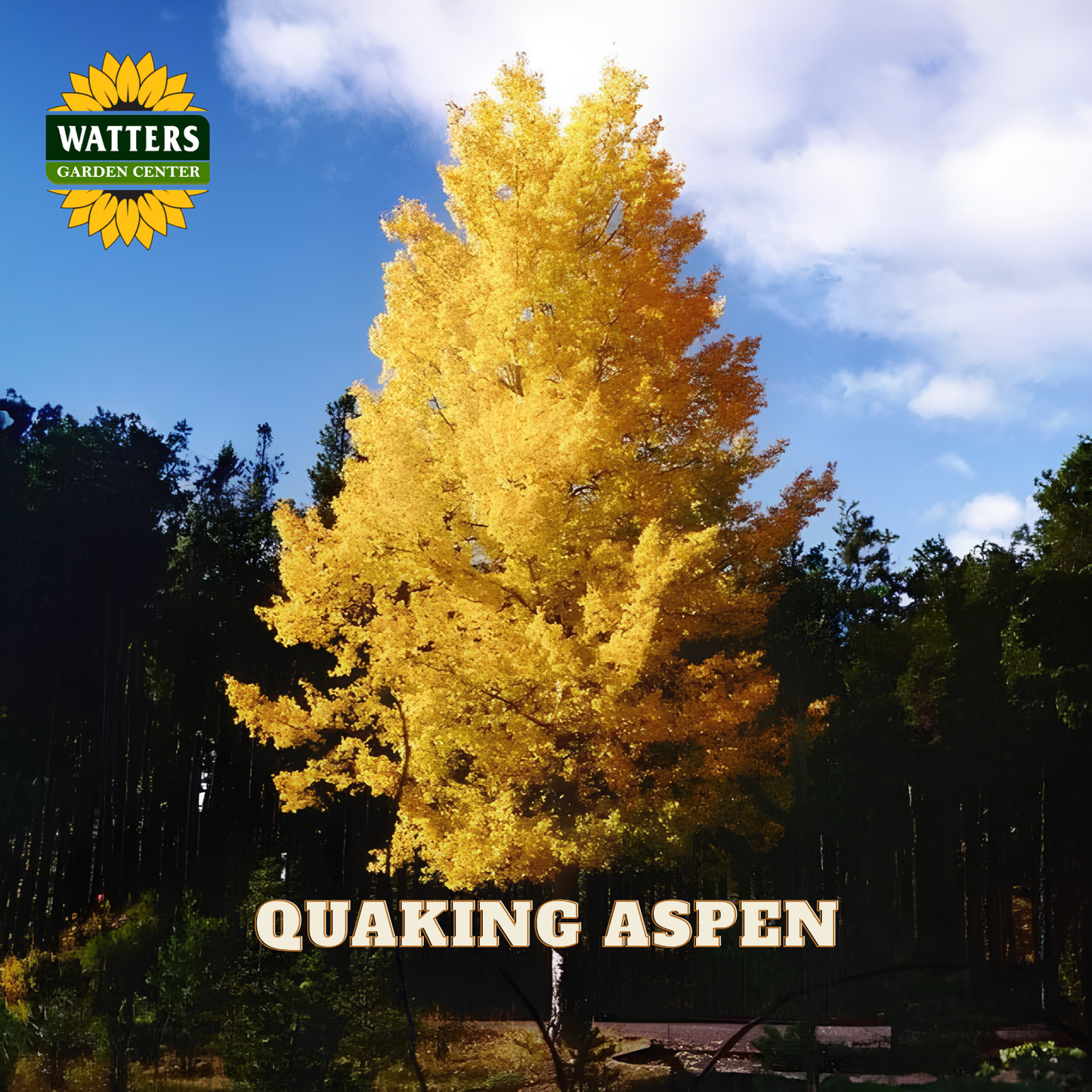 QUAKING ASPEN TREE SINGLE 7gal