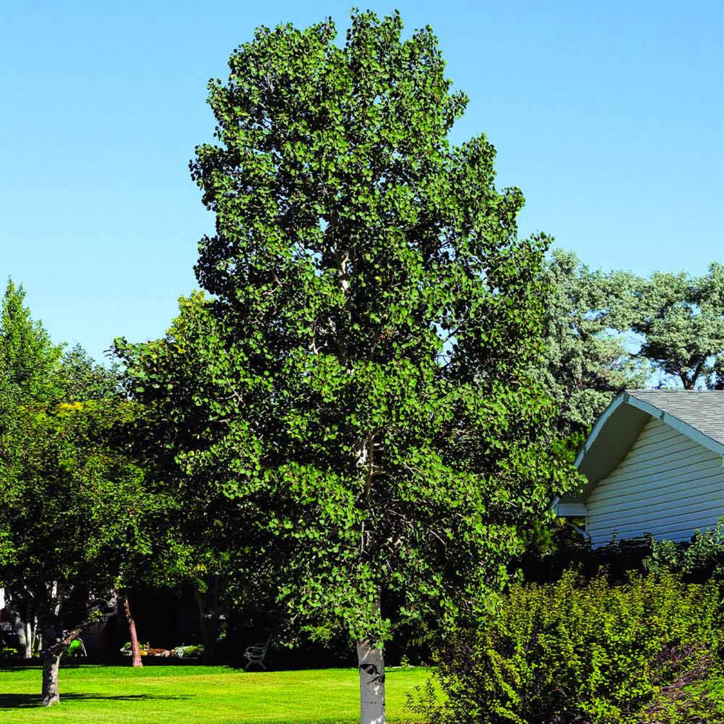 QUAKING ASPEN TREE SINGLE 7gal