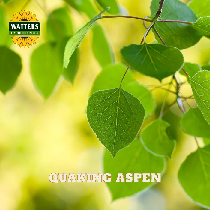 Closeup of green aspen leaves against a yellow background. Watters Garden Center Logo in upper left corner.