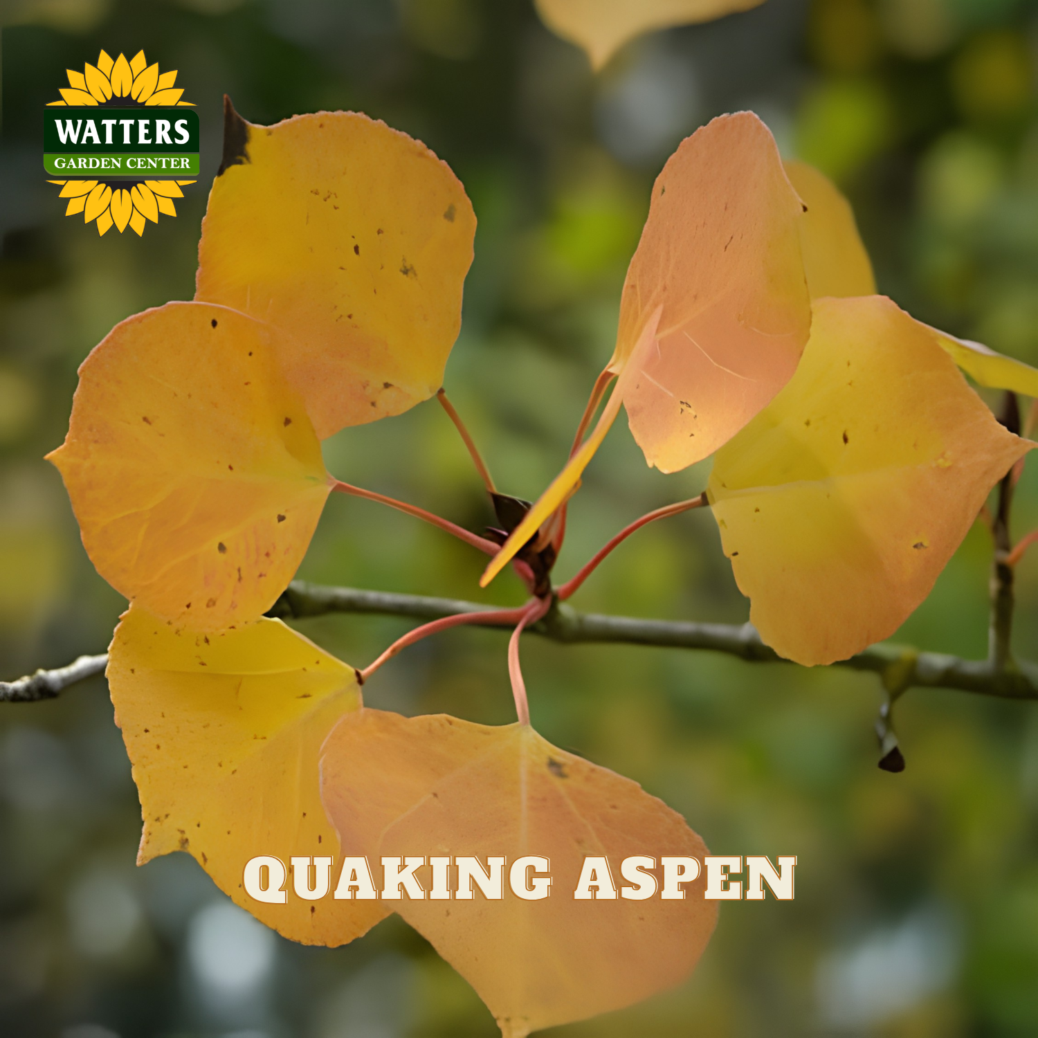 Fall colored aspen leaves close up against a blurred green background. Watters Garden Center logo in the upper left corner.