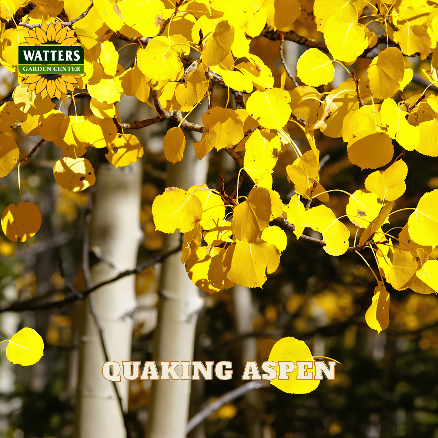 Yellow aspen leaves on a tree with the white bark trunks in the background. Watters Garden Center logo in the upper left corner.
