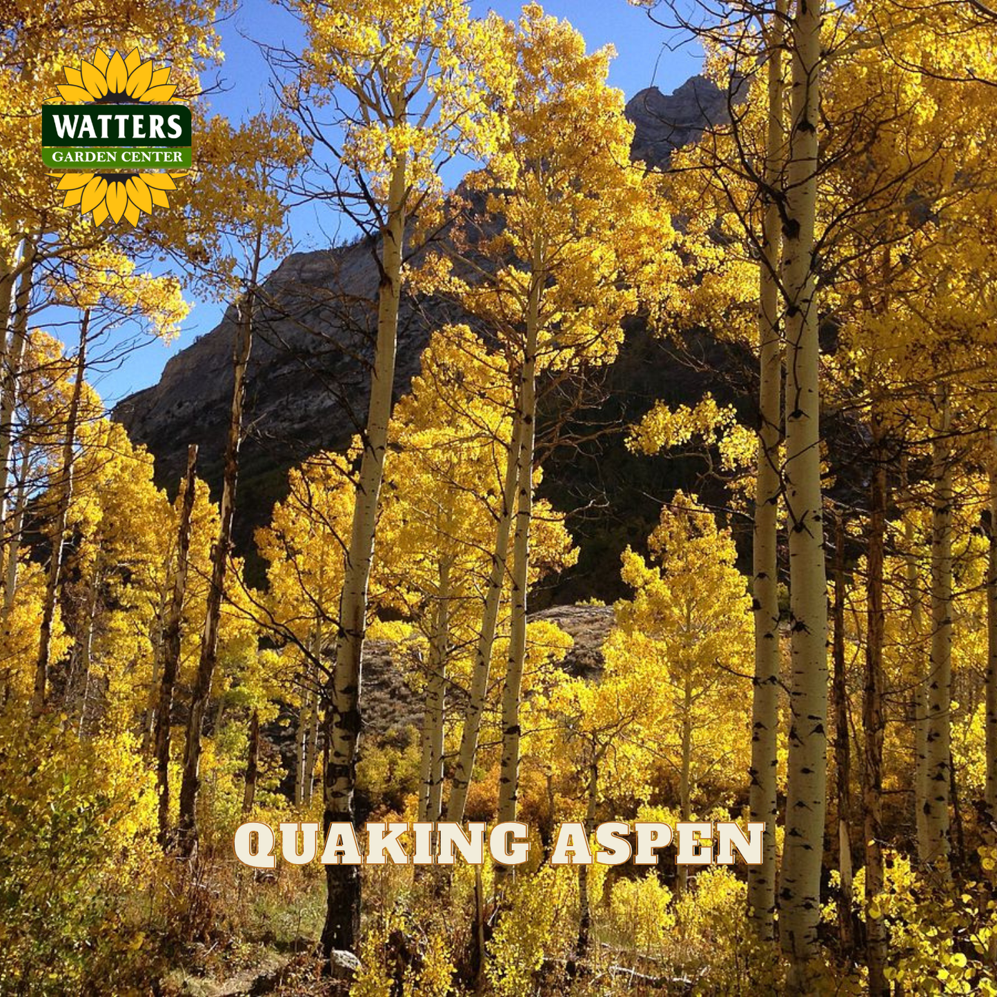 Yellow quaking aspen trees in fall in a forest. Watters Garden Center logo in upper left corner.