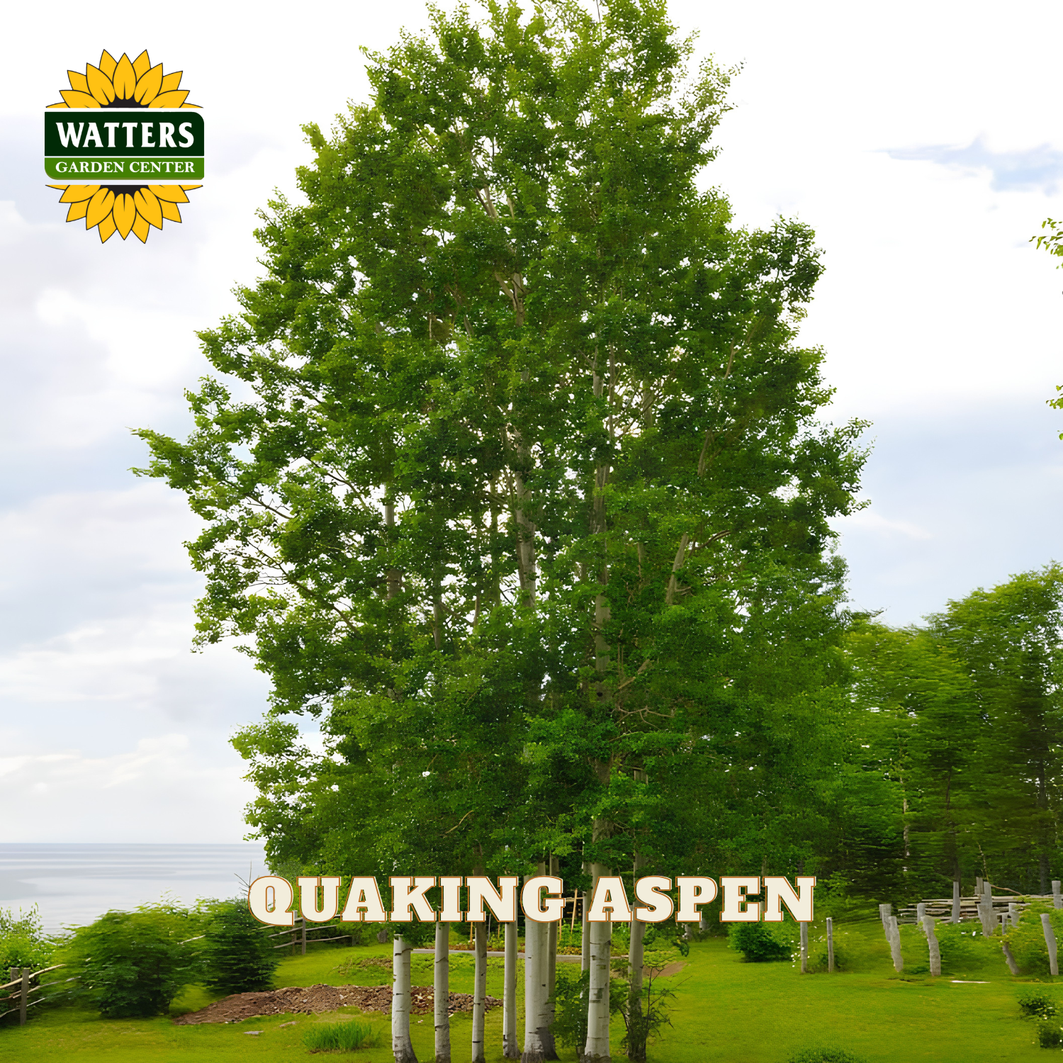 A clump of aspen trees with bright green leaves in a green yard. Watters Garden Center logo in the upper left corner.