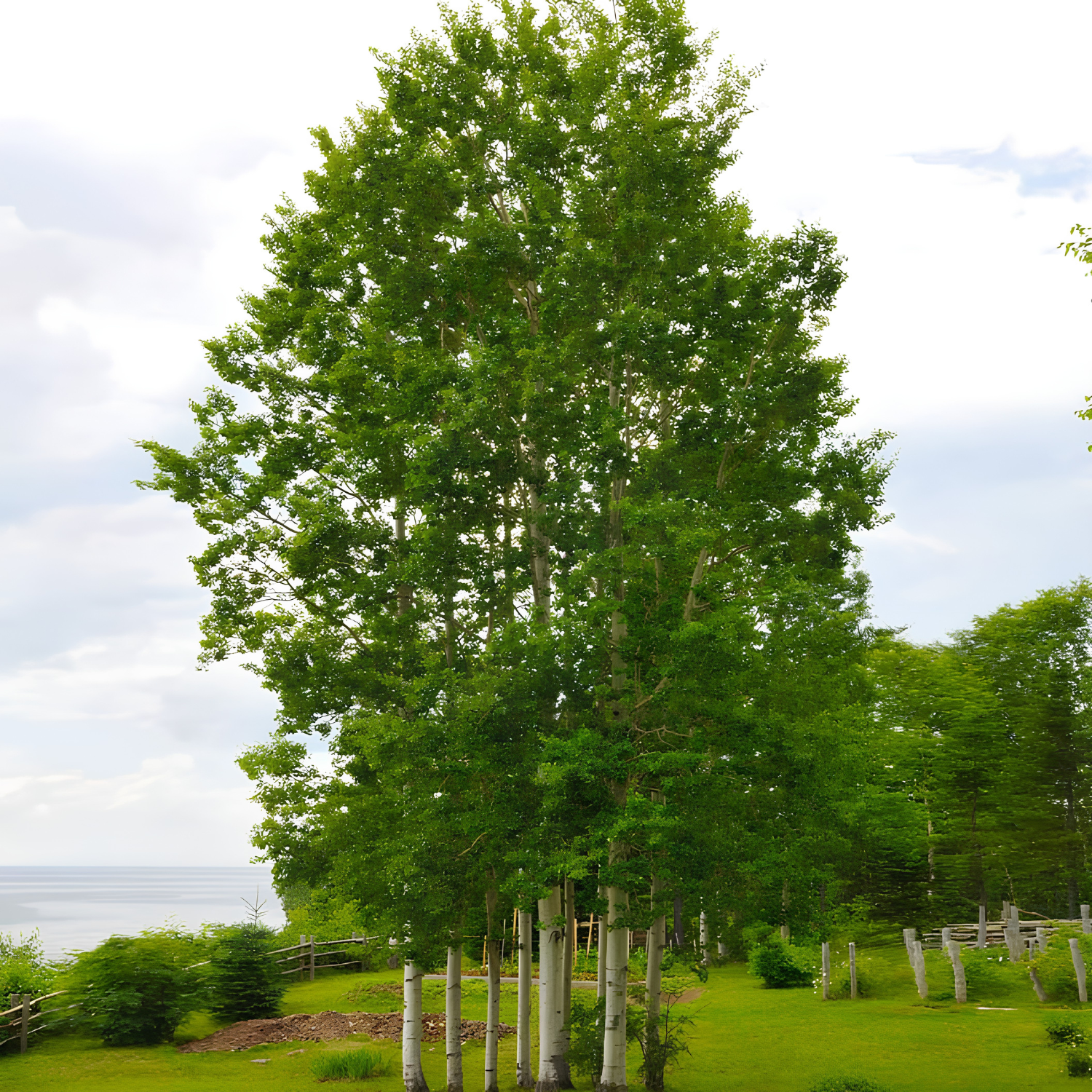 A cluster of tall green trees with pale trunks standing in a grassy outdoor area near water under a cloudy sky.