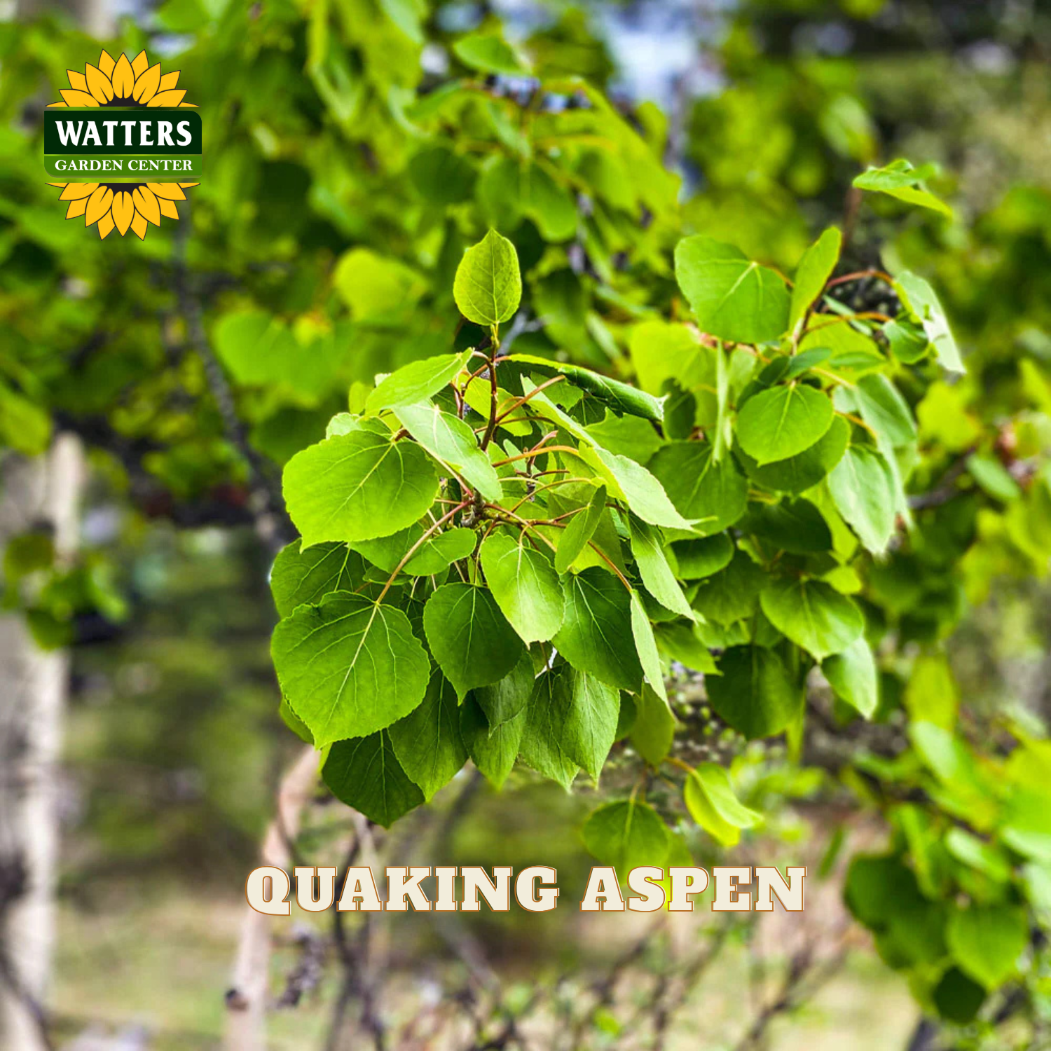 Green aspen leaves on the branch of an aspen tree in summer. Watters Garden Center logo in the upper left corner.