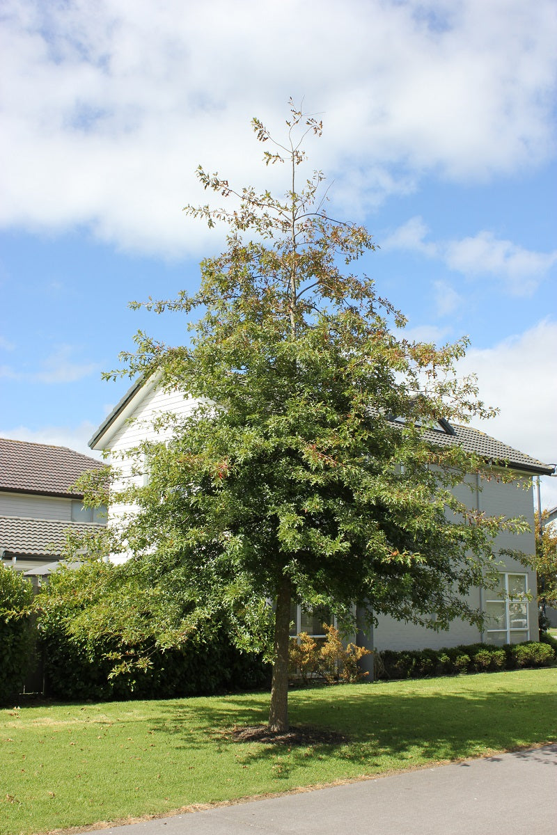 PIN OAK TREE 15gal