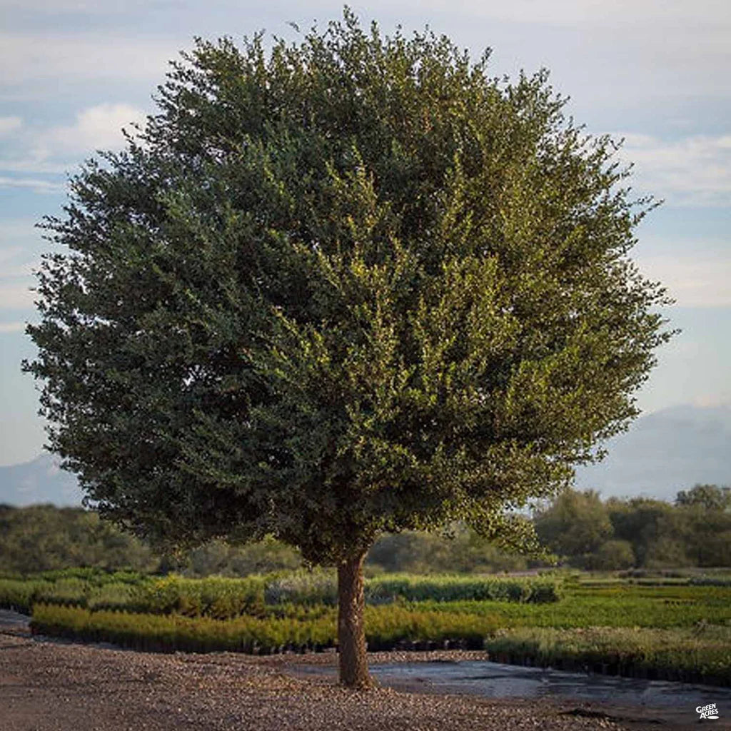 JOAN LIONETTI TEXAS LIVE OAK TREE 7gal