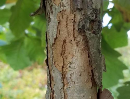SIOUXLAND COTTONLESS POPLAR 10gal