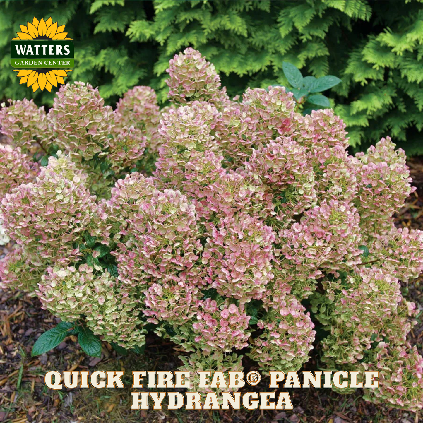 Quick Fire Fab Panicle Hydrangea plant with Watters Garden Center logo.