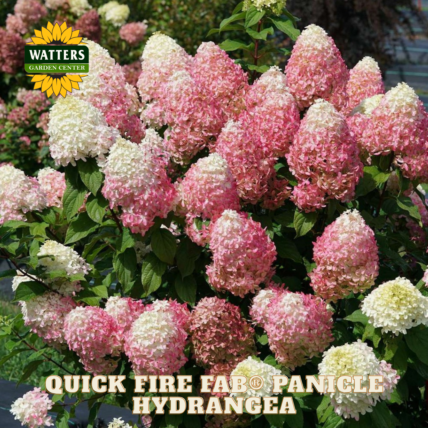 Pink and white hydrangea flowers with Watters Garden Center logo.