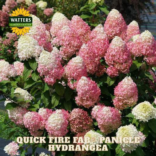 Pink and white hydrangea flowers with Watters Garden Center logo.