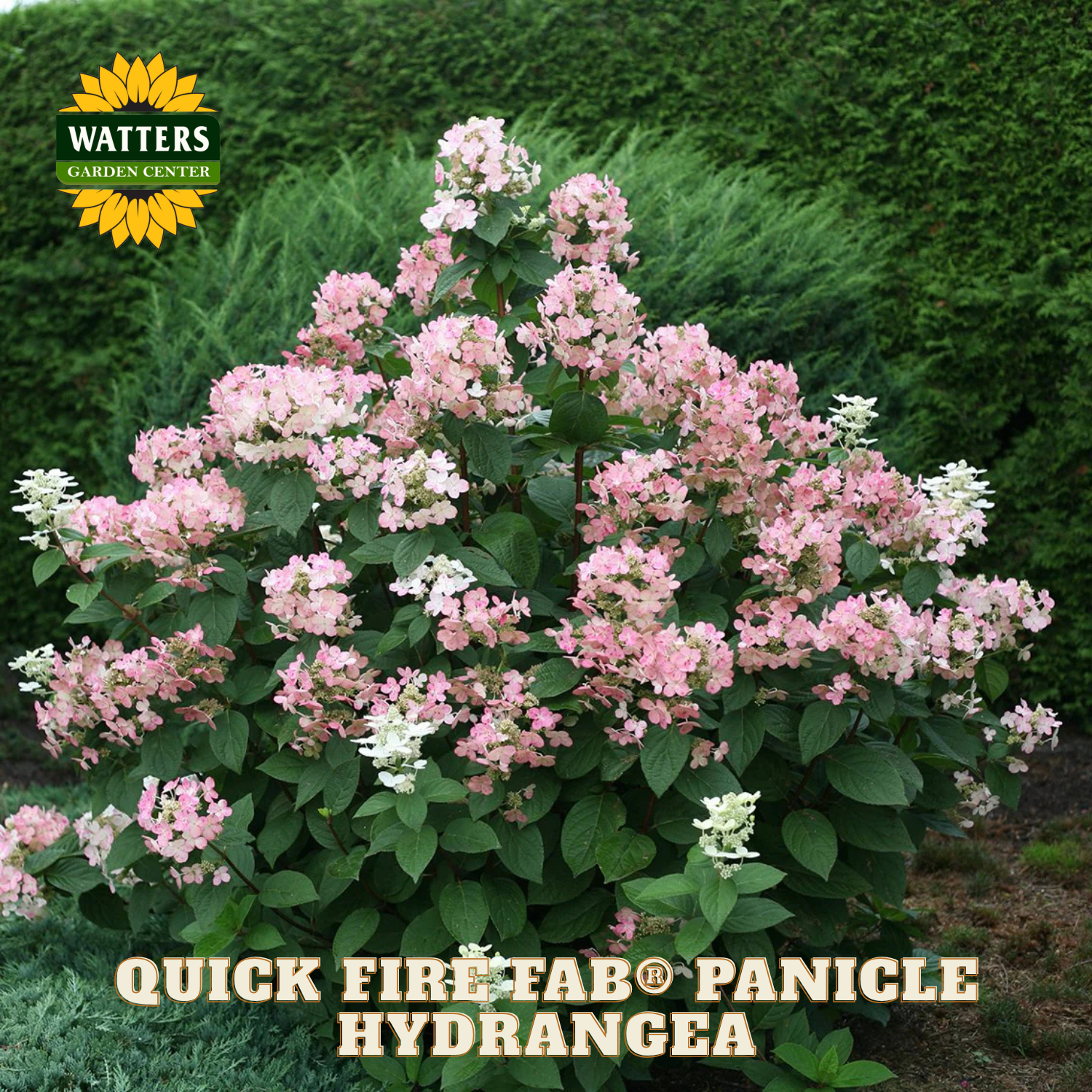 Pink and white panicle hydrangea bush with Watters Garden Center logo in the corner.
