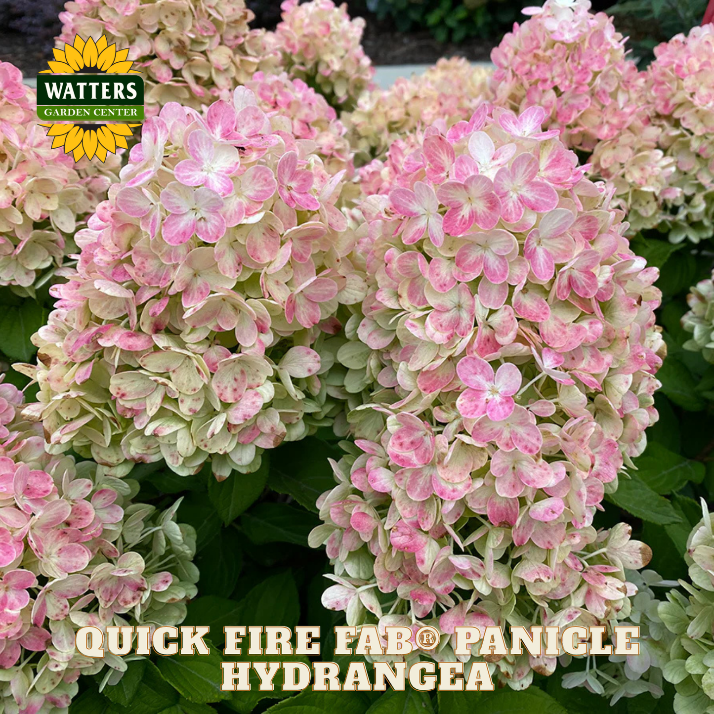 Pink and green panicle hydrangea flowers with Watters Garden Center logo.