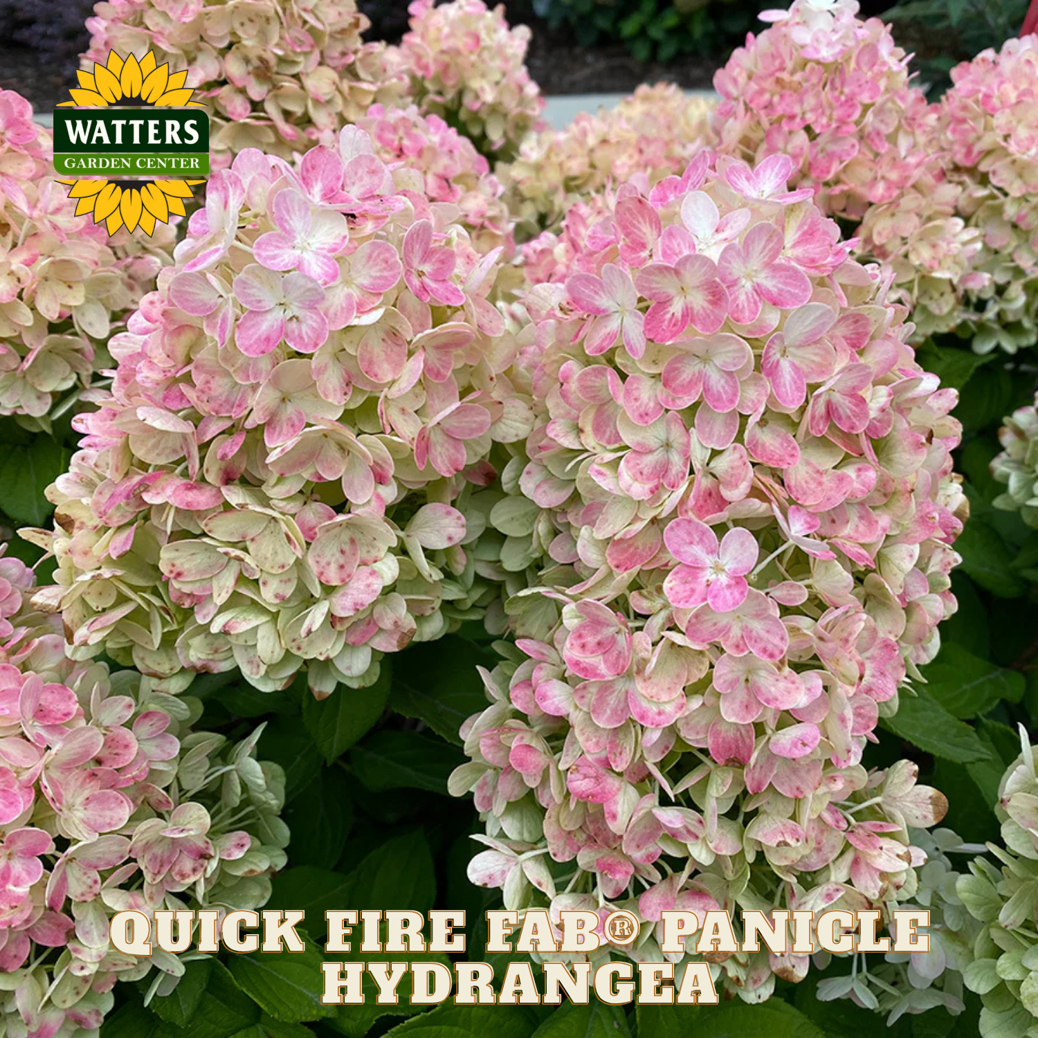 Pink and green panicle hydrangea flowers with Watters Garden Center logo.