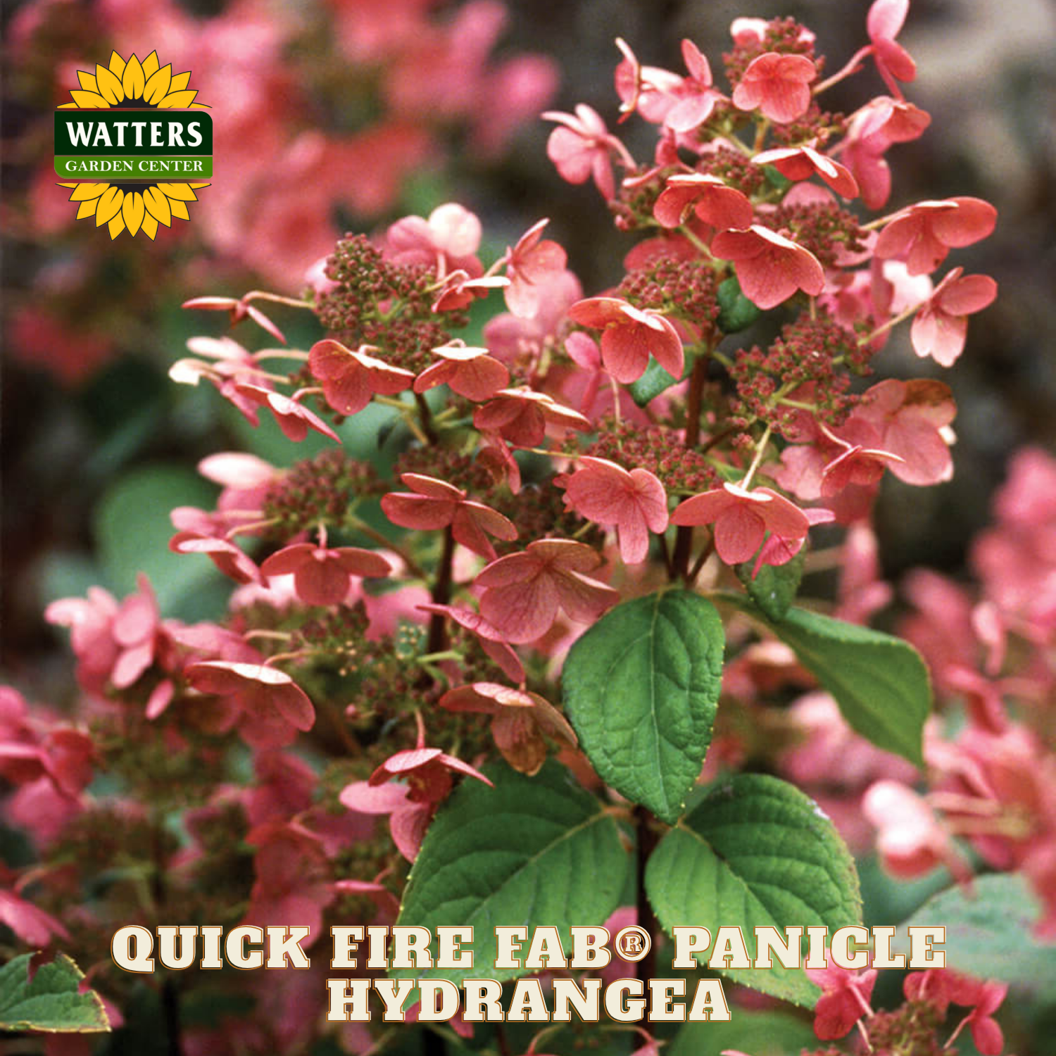 Pink panicle hydrangea with Watters Garden Center logo and product name text.