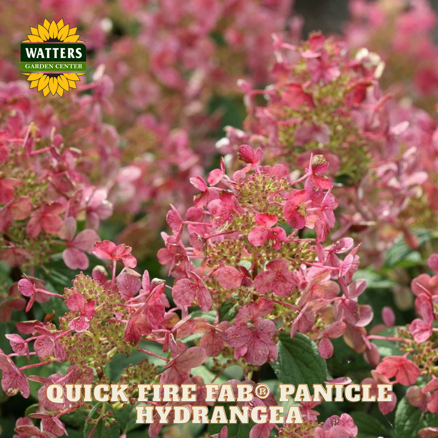 Pink hydrangea flowers with Watters Garden Center logo and product name text.