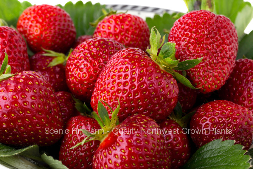 ***  Bare Root Quinault Ever Bearing Strawberry Plants - Great For Hanging Baskets And Containers
