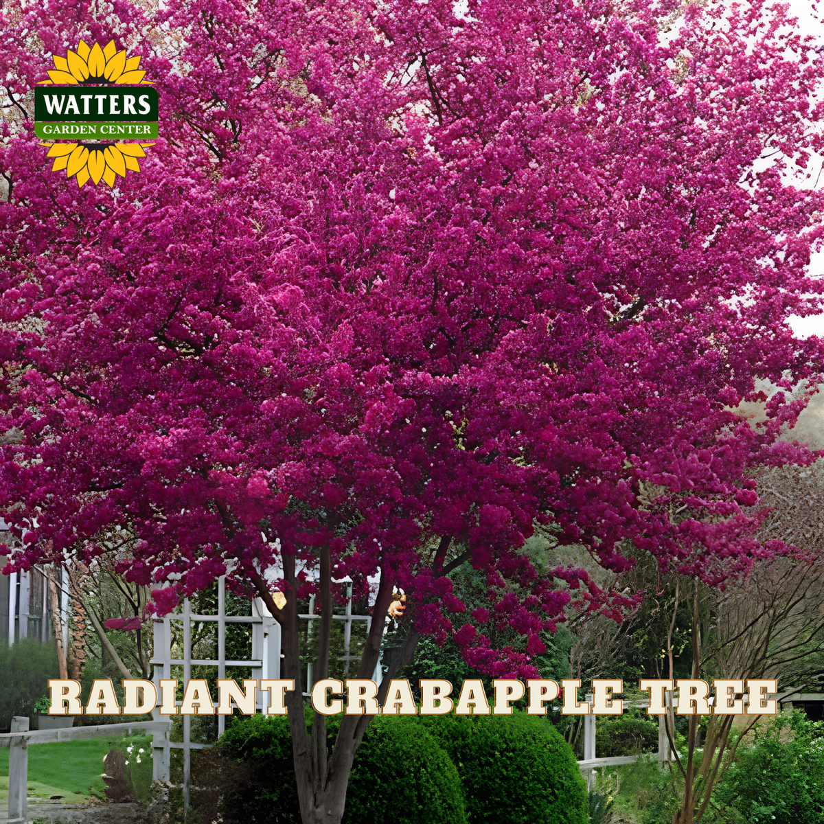 A vibrant magenta-pink crabapple tree in full bloom, shown in a garden setting with a white fence and shrubs. The Watters Garden Center logo is in the top-left corner, and the text 'RADIANT CRABAPPLE TREE' is overlaid at the bottom.