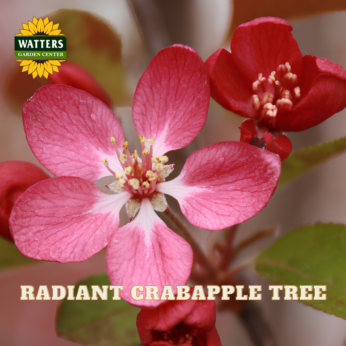 A close-up of bright pink and red crabapple blossoms with green leaves, featuring a Watters Garden Center logo in the top left and the text 'RADIANT CRABAPPLE TREE' at the bottom.