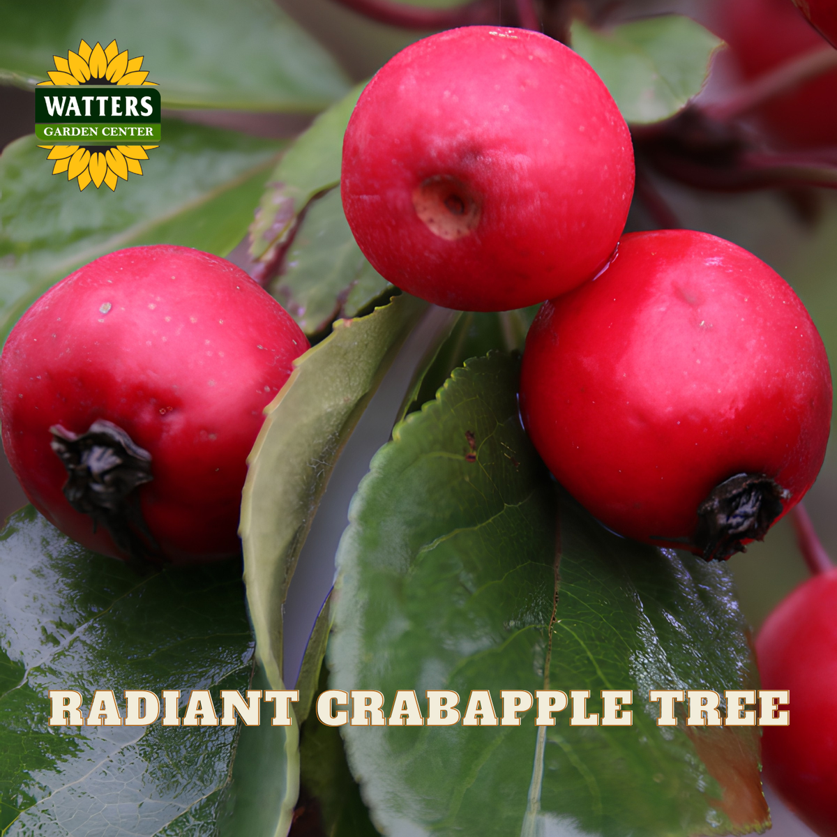 Close-up of bright red crabapple fruits on green leaves, with a Watters Garden Center logo in the top left and the text 'RADIANT CRABAPPLE TREE' at the bottom.