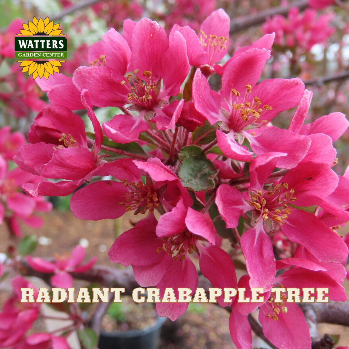 Close-up of bright pink crabapple tree blossoms on a branch, with the text 'RADIANT CRABAPPLE TREE' and a Watters Garden Center logo visible.