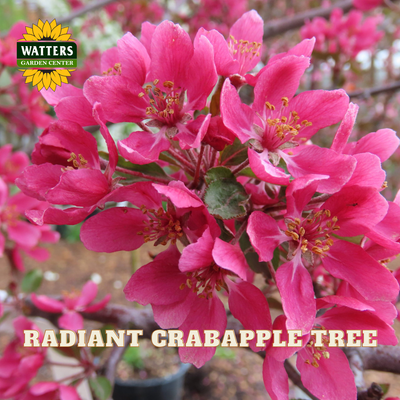Close-up of bright pink crabapple tree blossoms on a branch, with the text 'RADIANT CRABAPPLE TREE' and a Watters Garden Center logo visible.