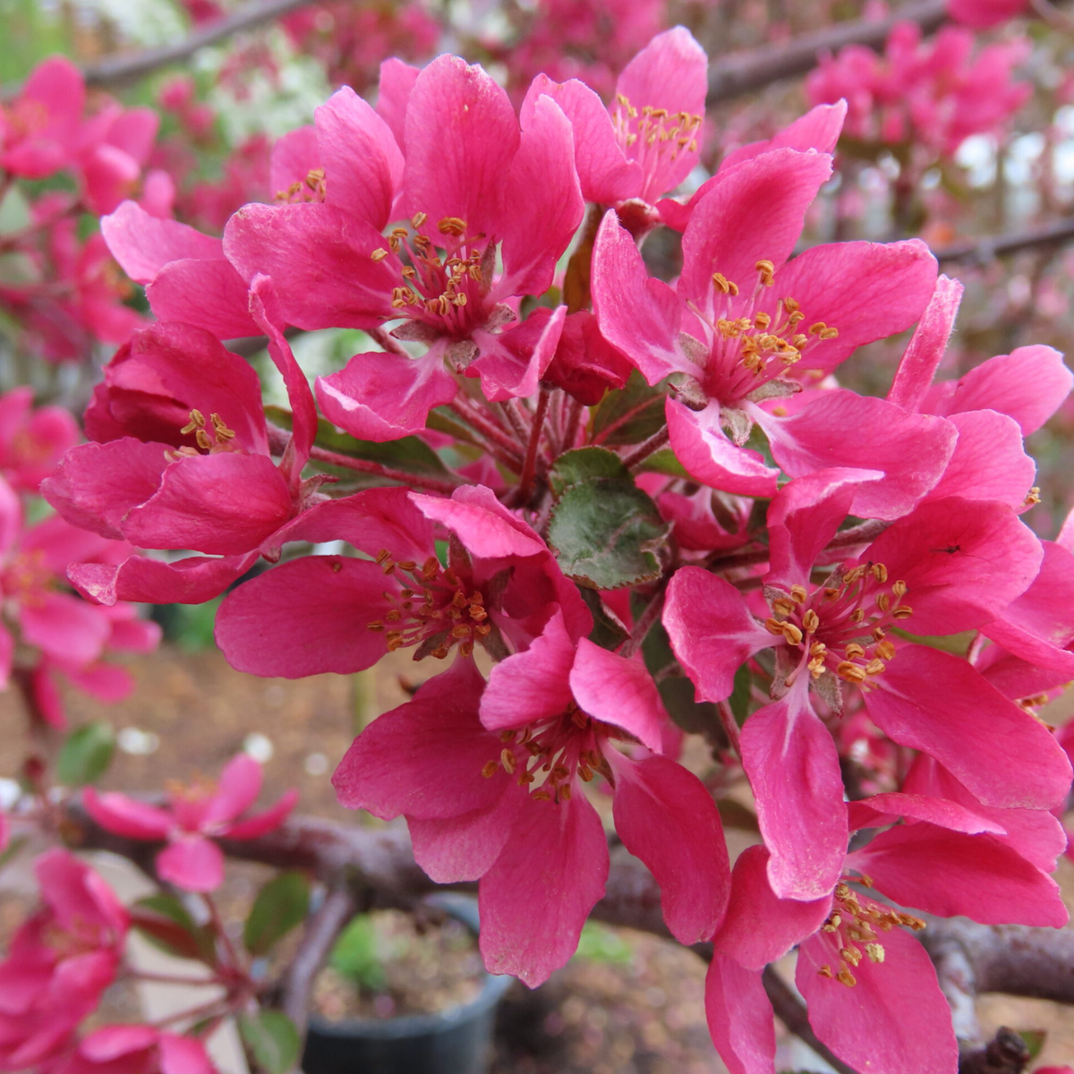 Close-up of bright pink flowering branches with multiple blossoms, yellow stamens, and small green leaves, photographed outdoors with a blurred natural background.