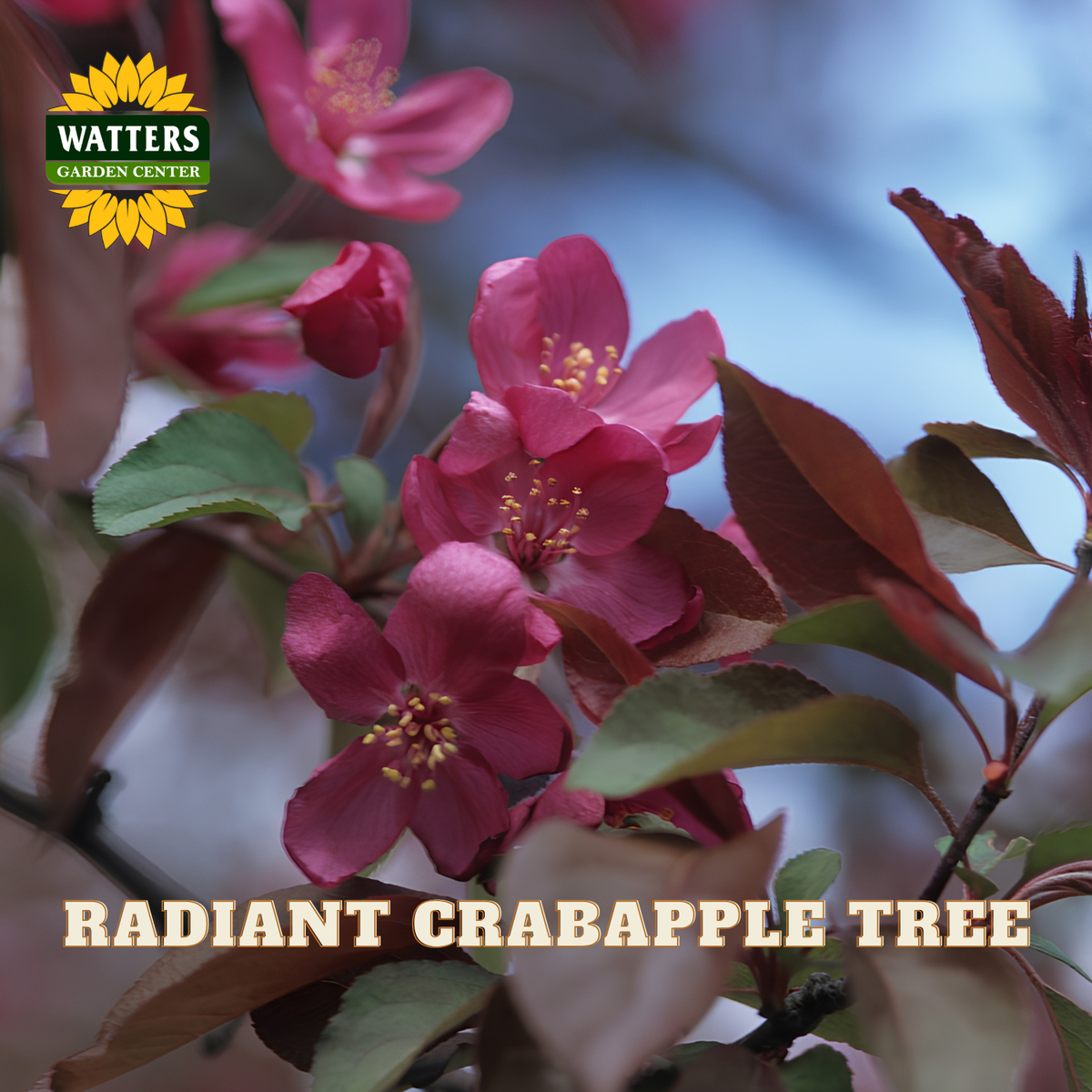 A close-up photograph of flowering crabapple tree branches with pink blossoms and reddish-brown leaves, with the text 'RADIANT CRABAPPLE TREE' and a 'WATTERS GARDEN CENTER' logo overlaid.