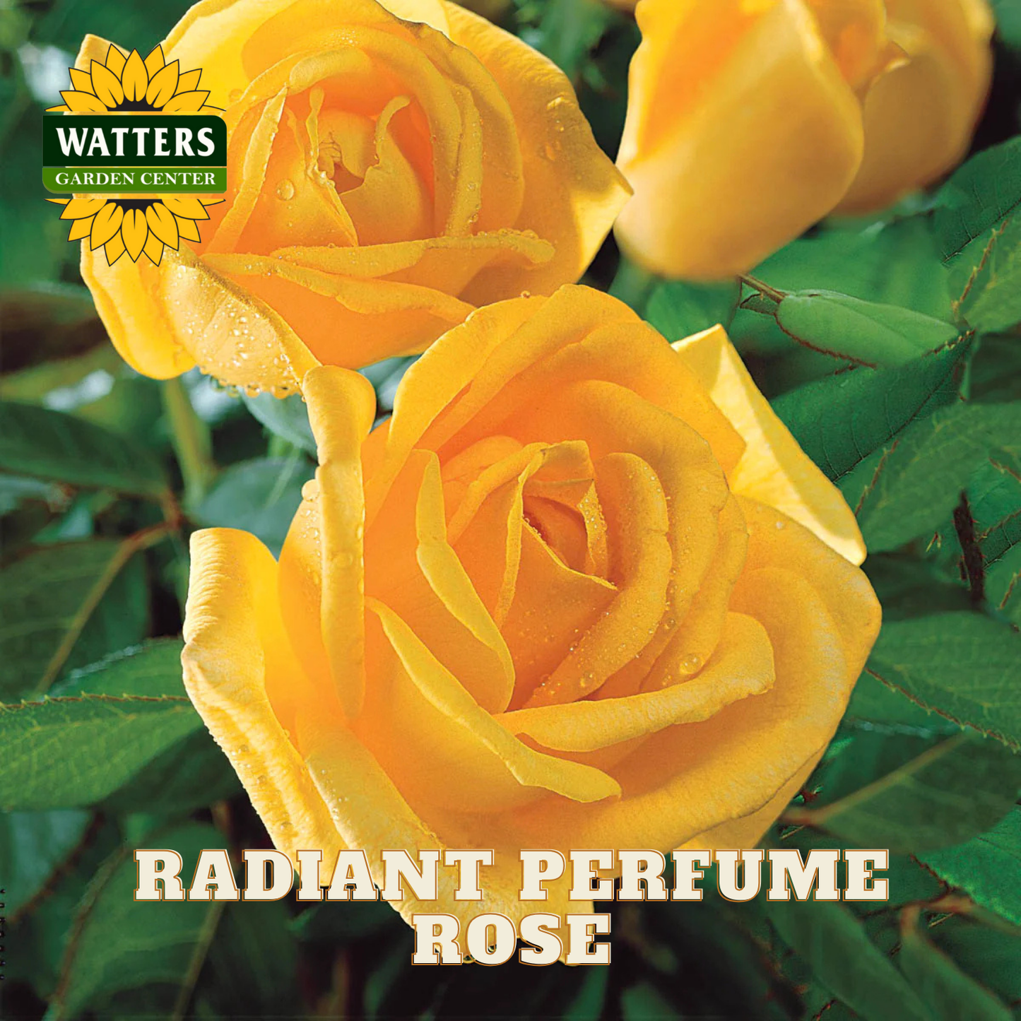 Yellow roses with green leaves and Watters Garden Center branding.