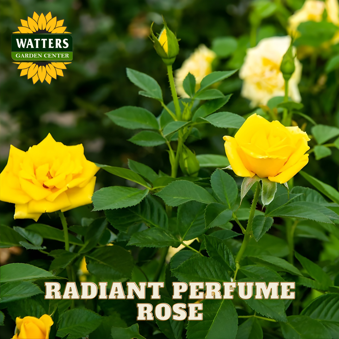 Yellow roses with green leaves and Watters Garden Center branding.