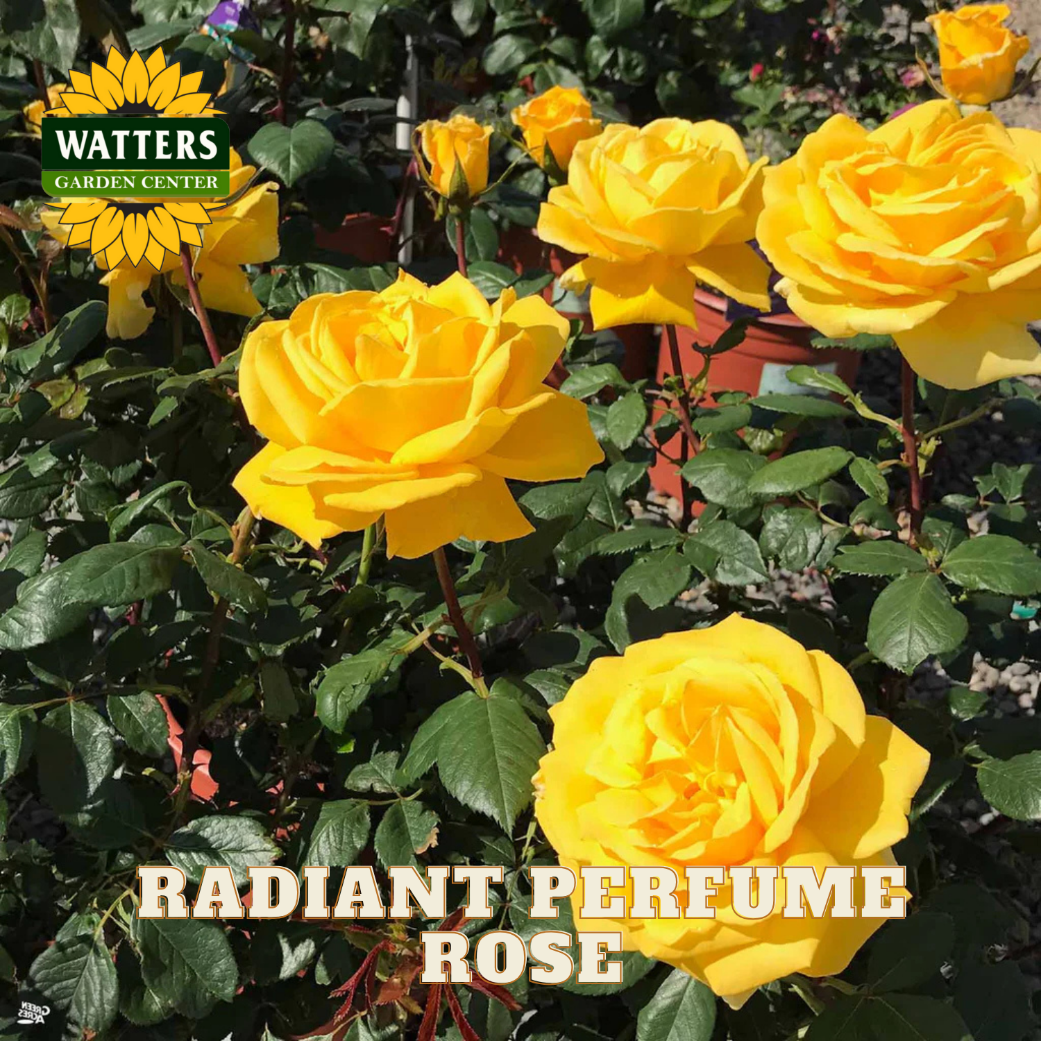 Yellow roses with Watters Garden Center logo and 'Radiant Perfume Rose' text.