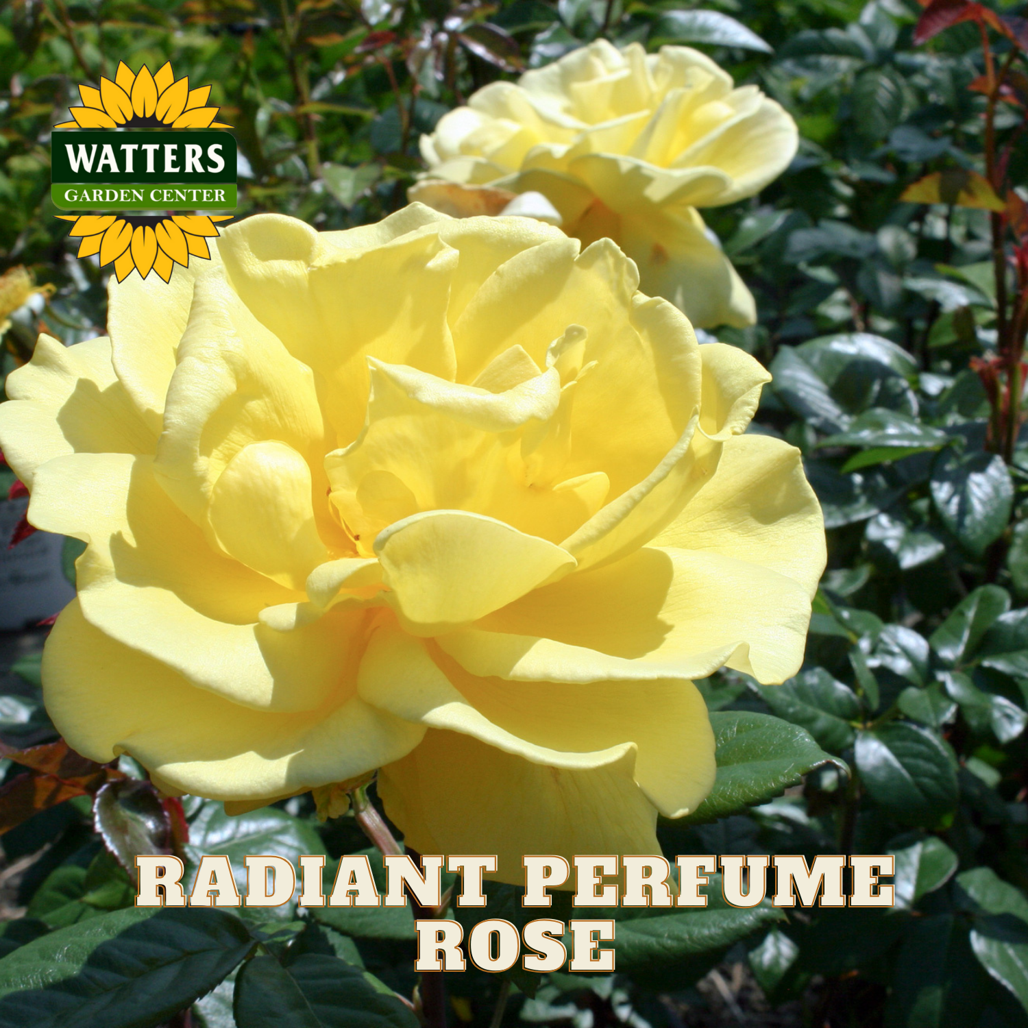 Yellow rose with 'Watters Garden Center' logo and text 'Radiant Perfume Rose'.