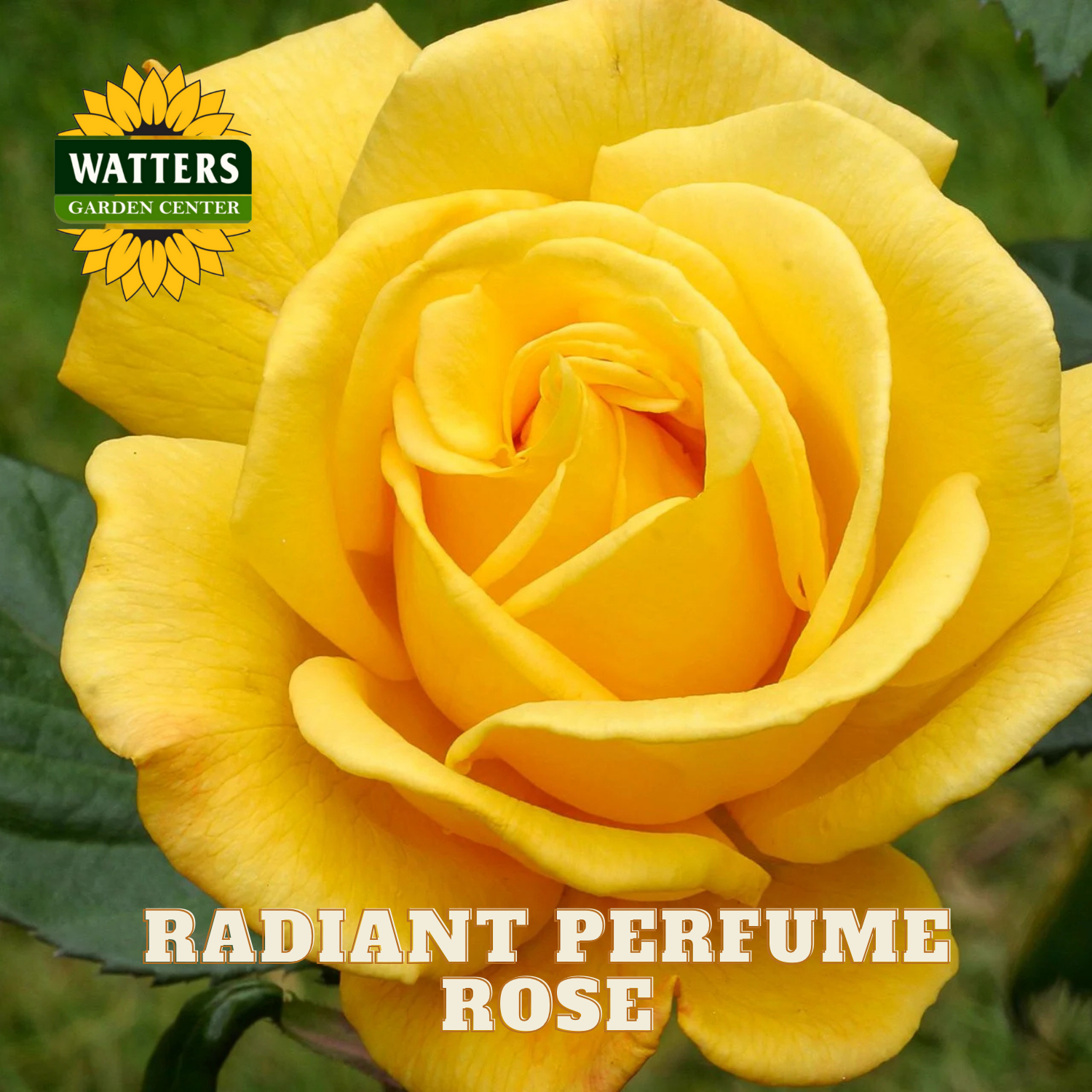 Yellow rose with 'Watters Garden Center' logo and text 'Radiant Perfume Rose'.