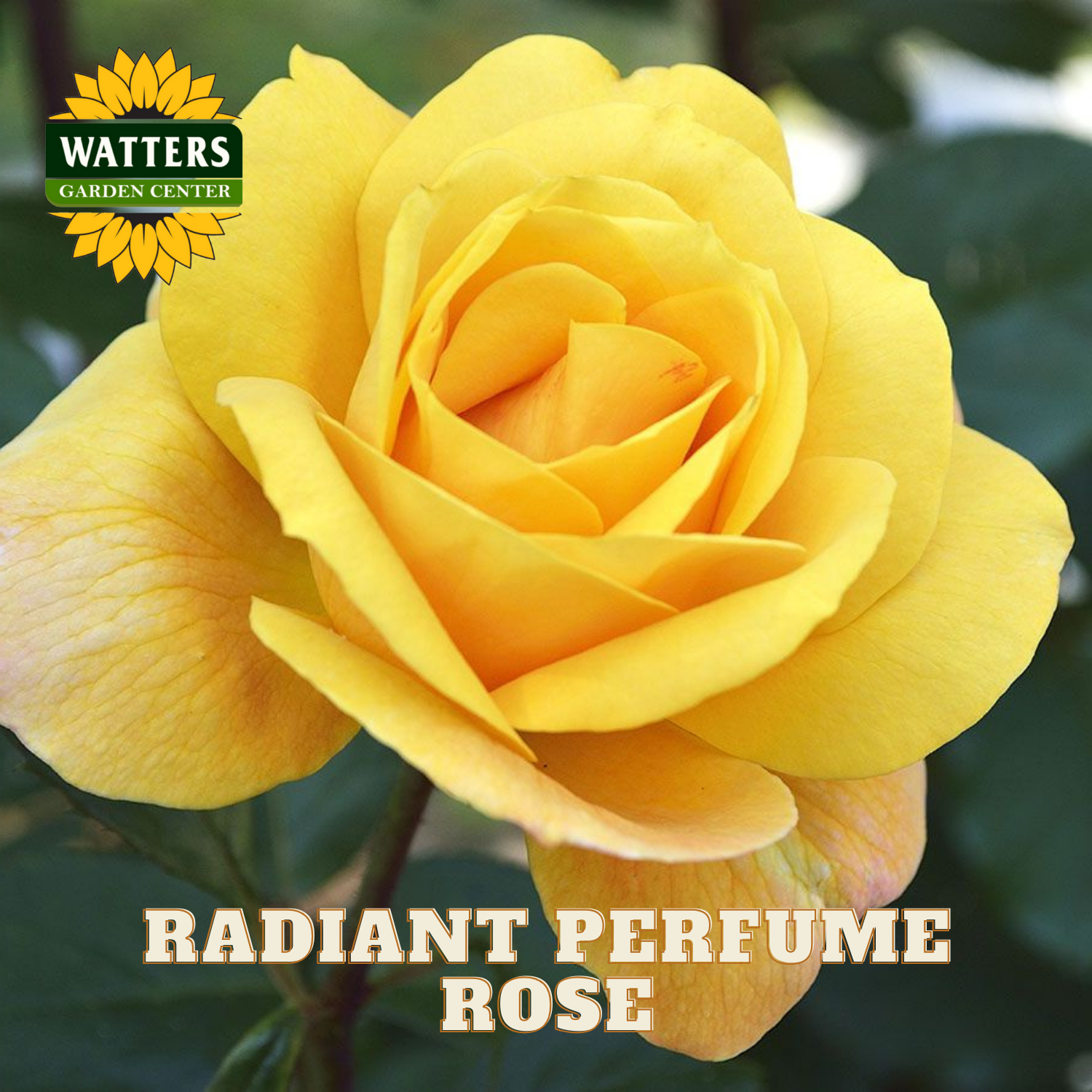 Yellow rose with 'Watters Garden Center' logo and text 'Radiant Perfume Rose'.