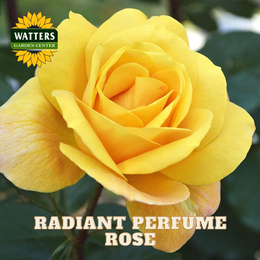 Yellow rose with 'Watters Garden Center' logo and text 'Radiant Perfume Rose'.
