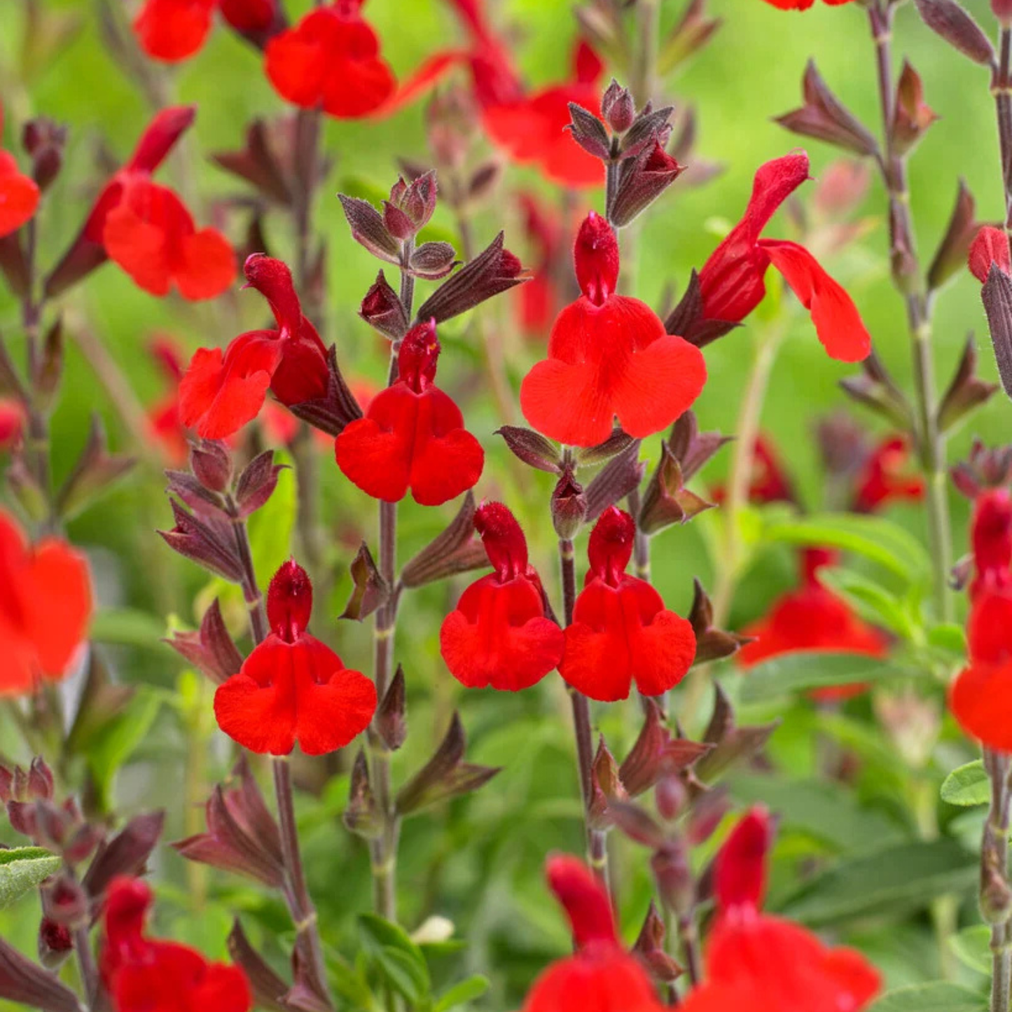 RADIO RED SALVIA 2gal