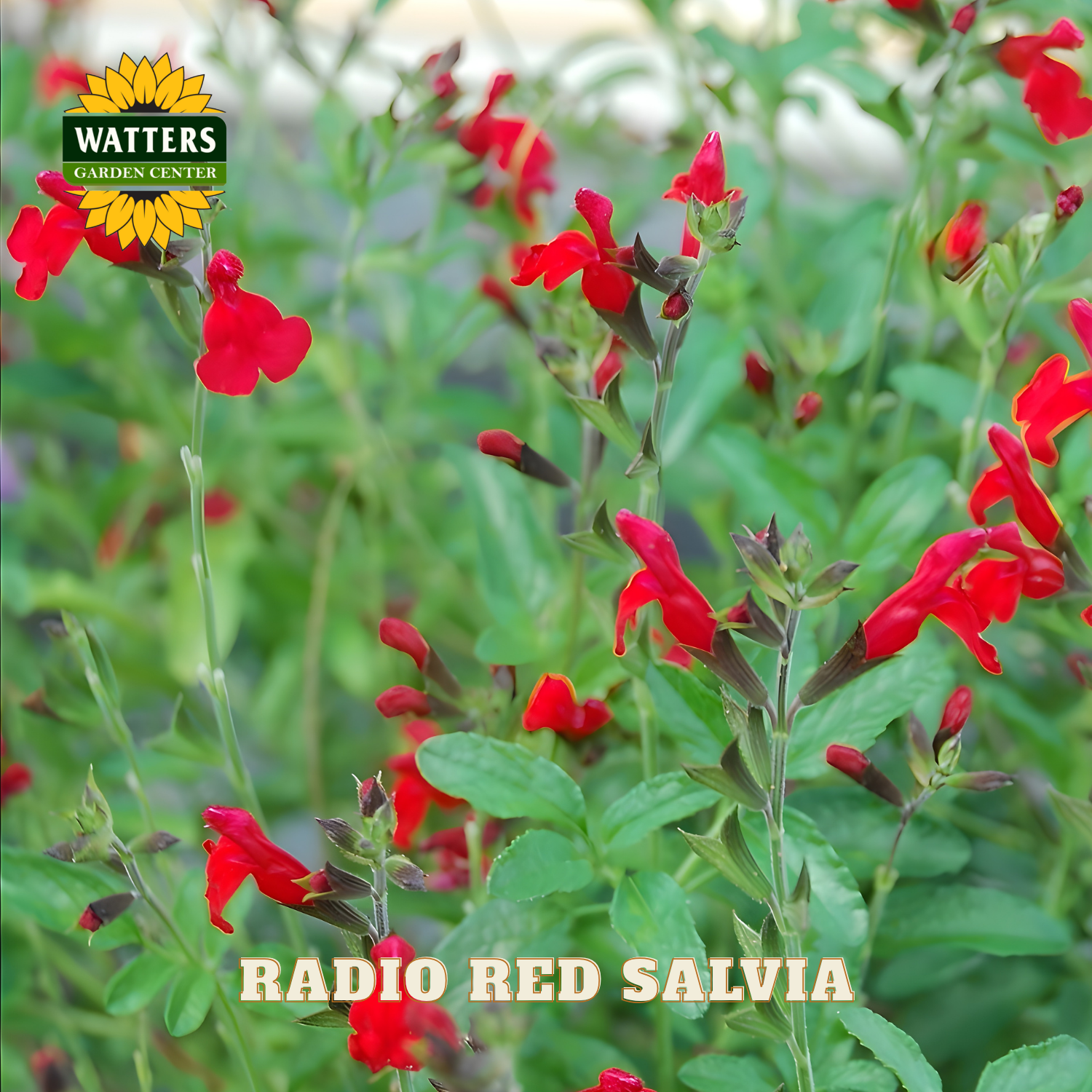 Red salvia flowers with Watters Garden Center logo in the corner
