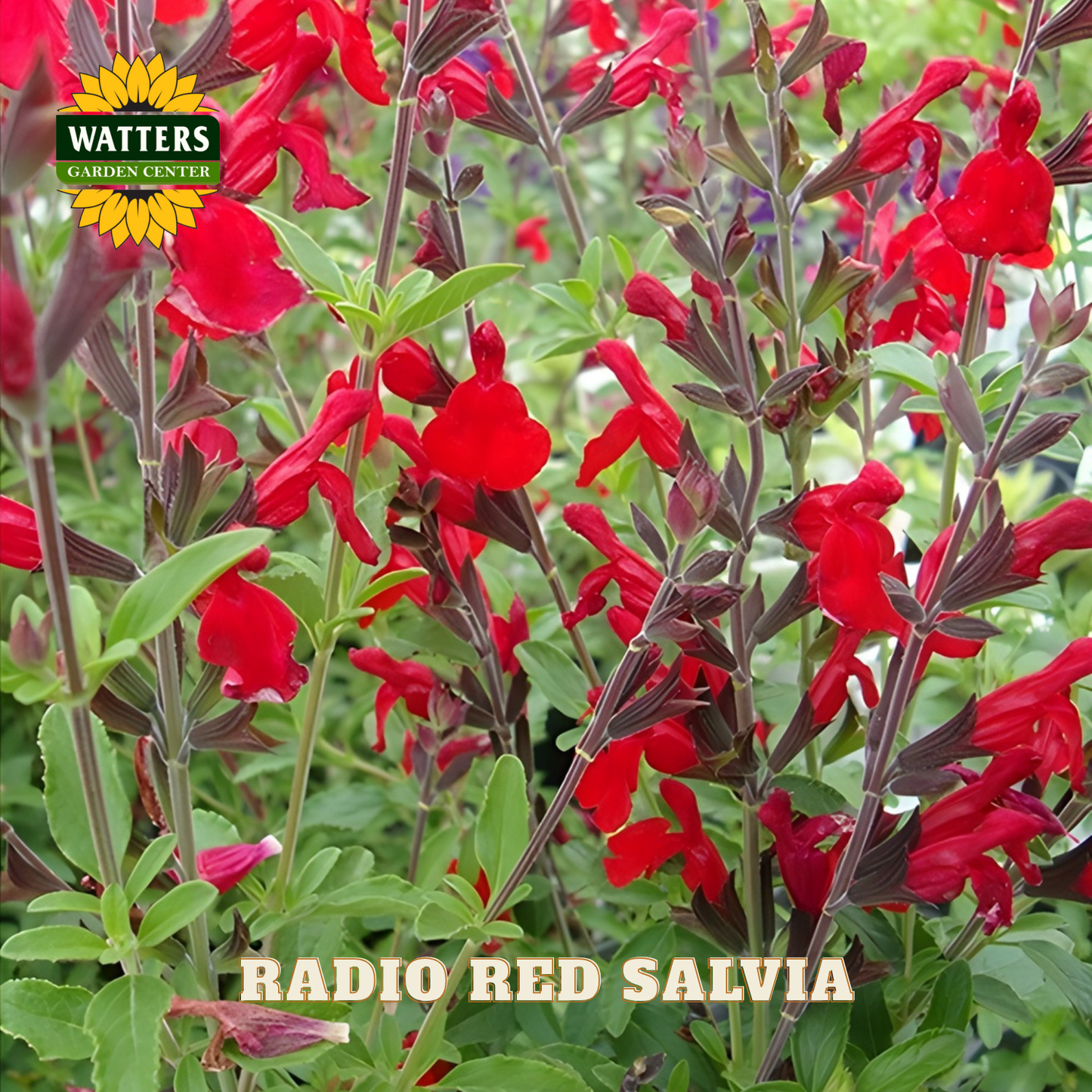 Red salvia flowers with green leaves and Watters Garden Center logo.
