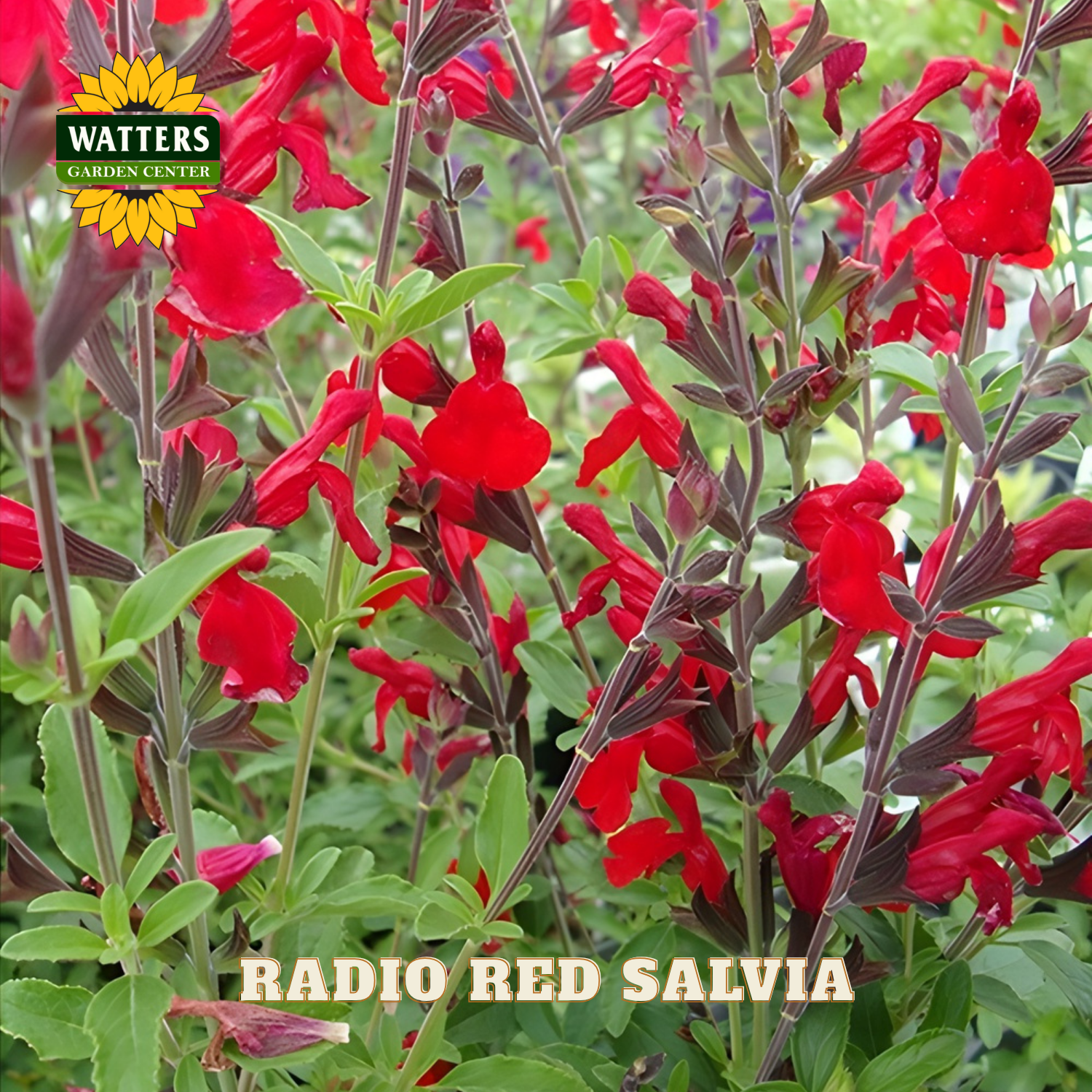 Red salvia flowers with green leaves and Watters Garden Center logo.