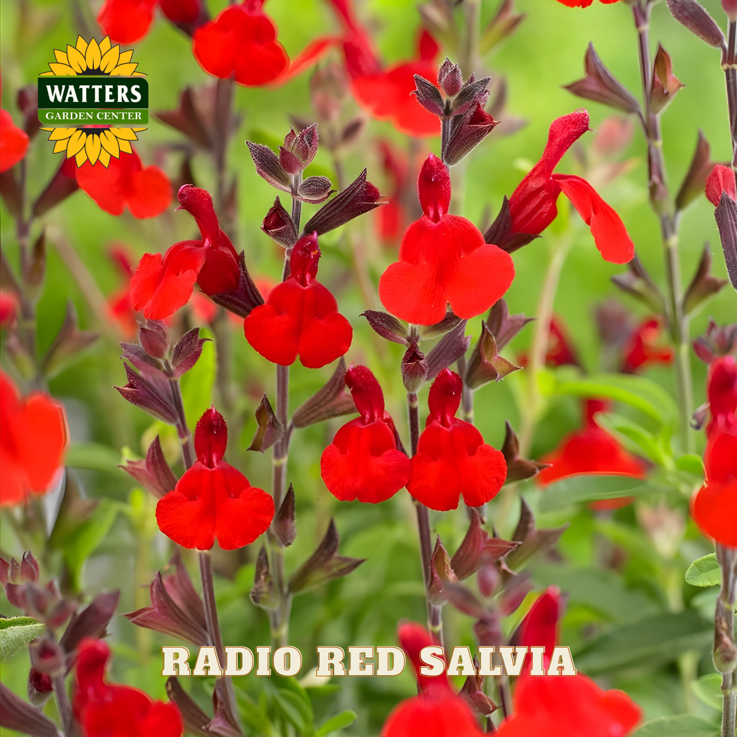 Red salvia flowers with Watters Garden Center logo in the corner.