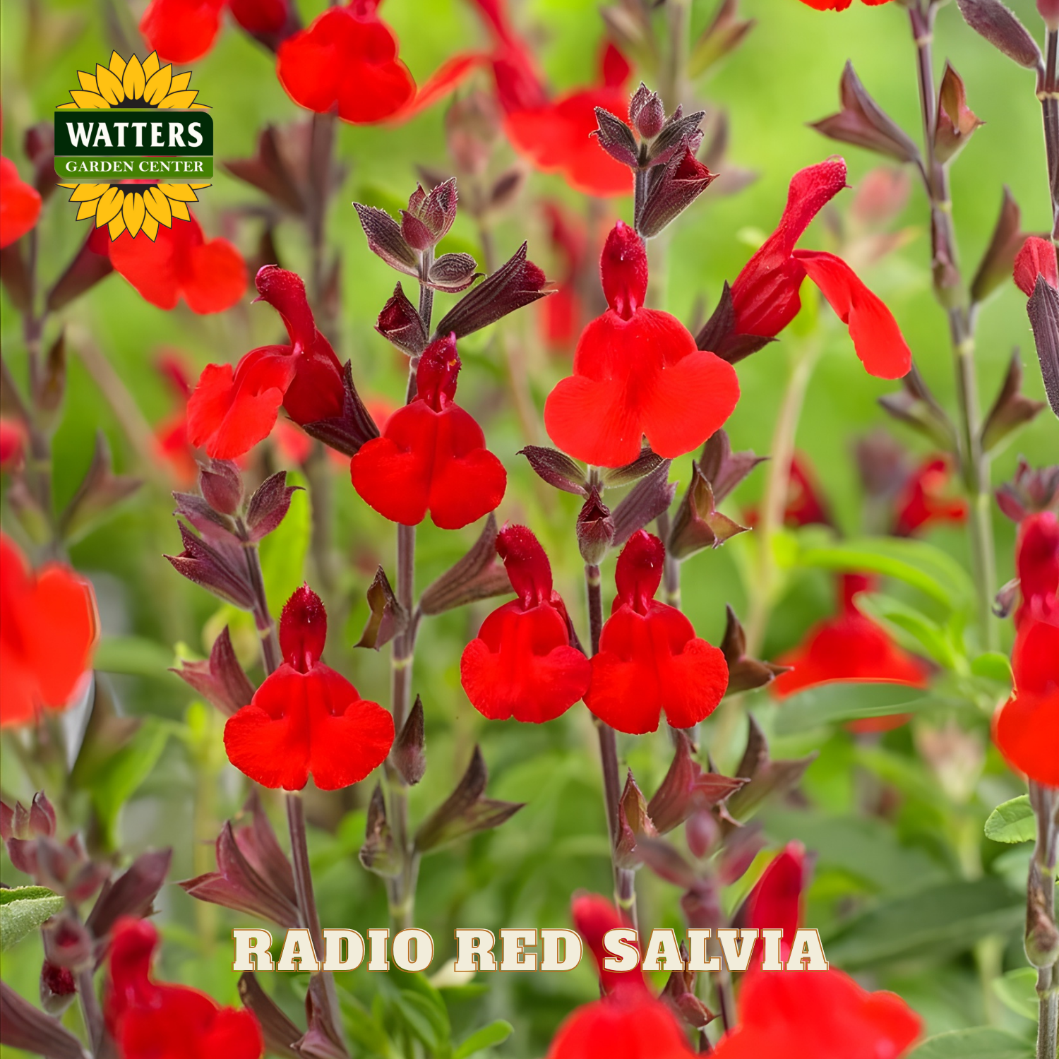 Red salvia flowers with Watters Garden Center logo in the corner.