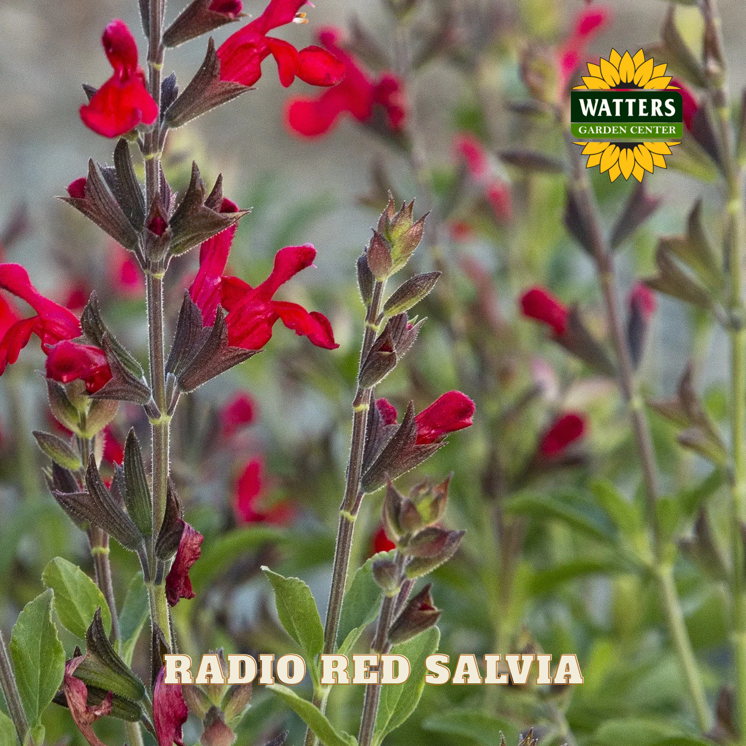 Red salvia flowers with Watters Garden Center logo in the corner