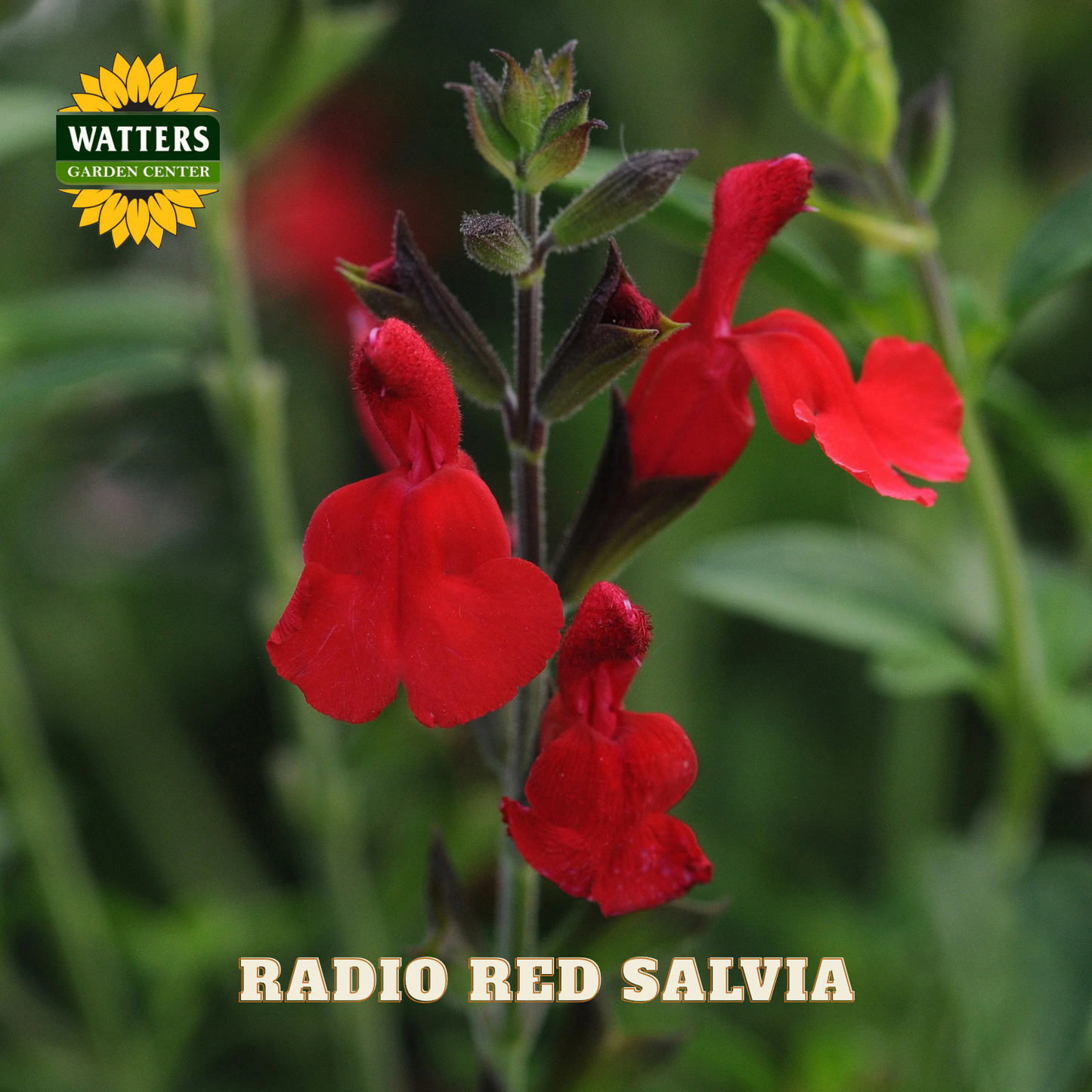 Red salvia flowers with Watters Garden Center logo in the corner