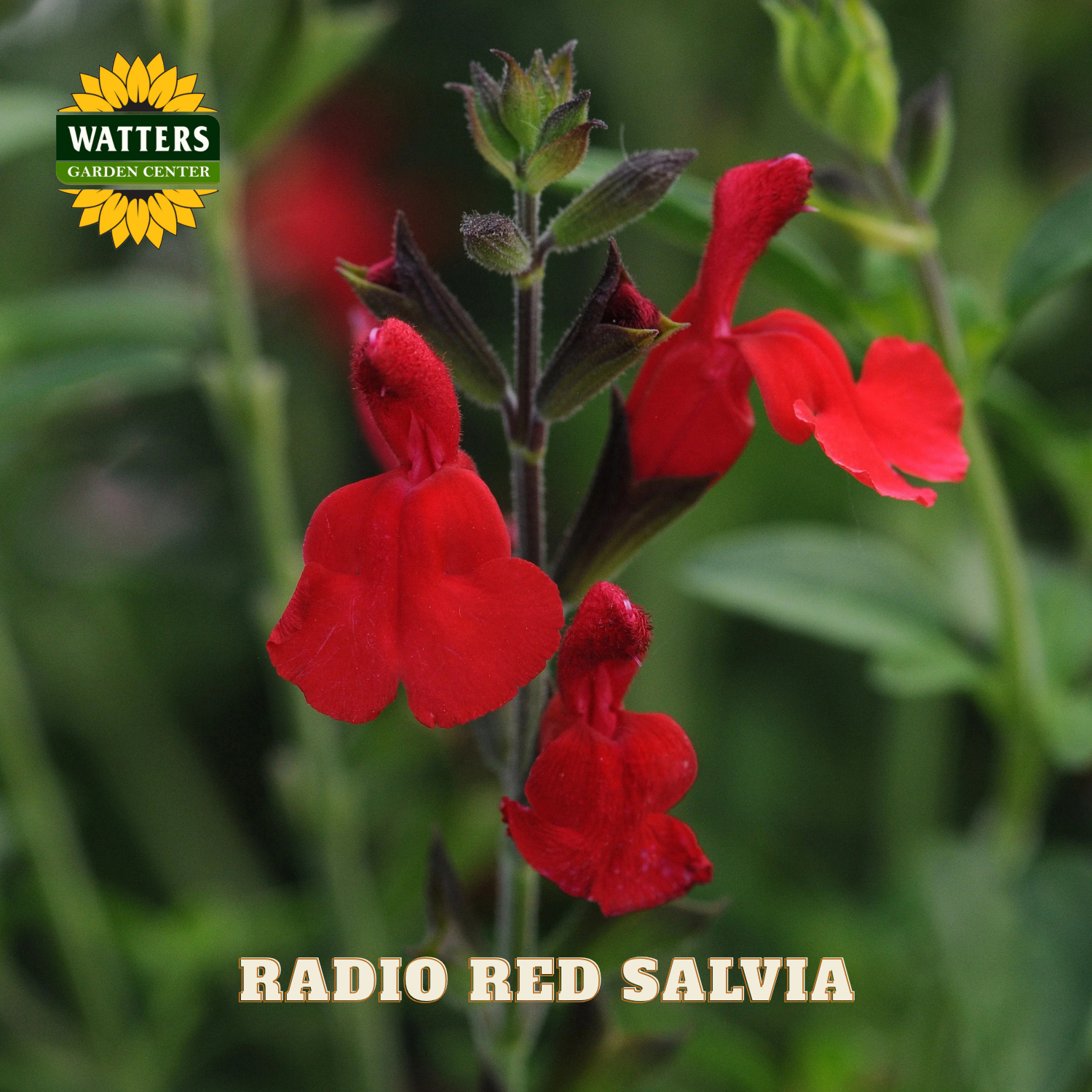 Red salvia flowers with Watters Garden Center logo in the corner