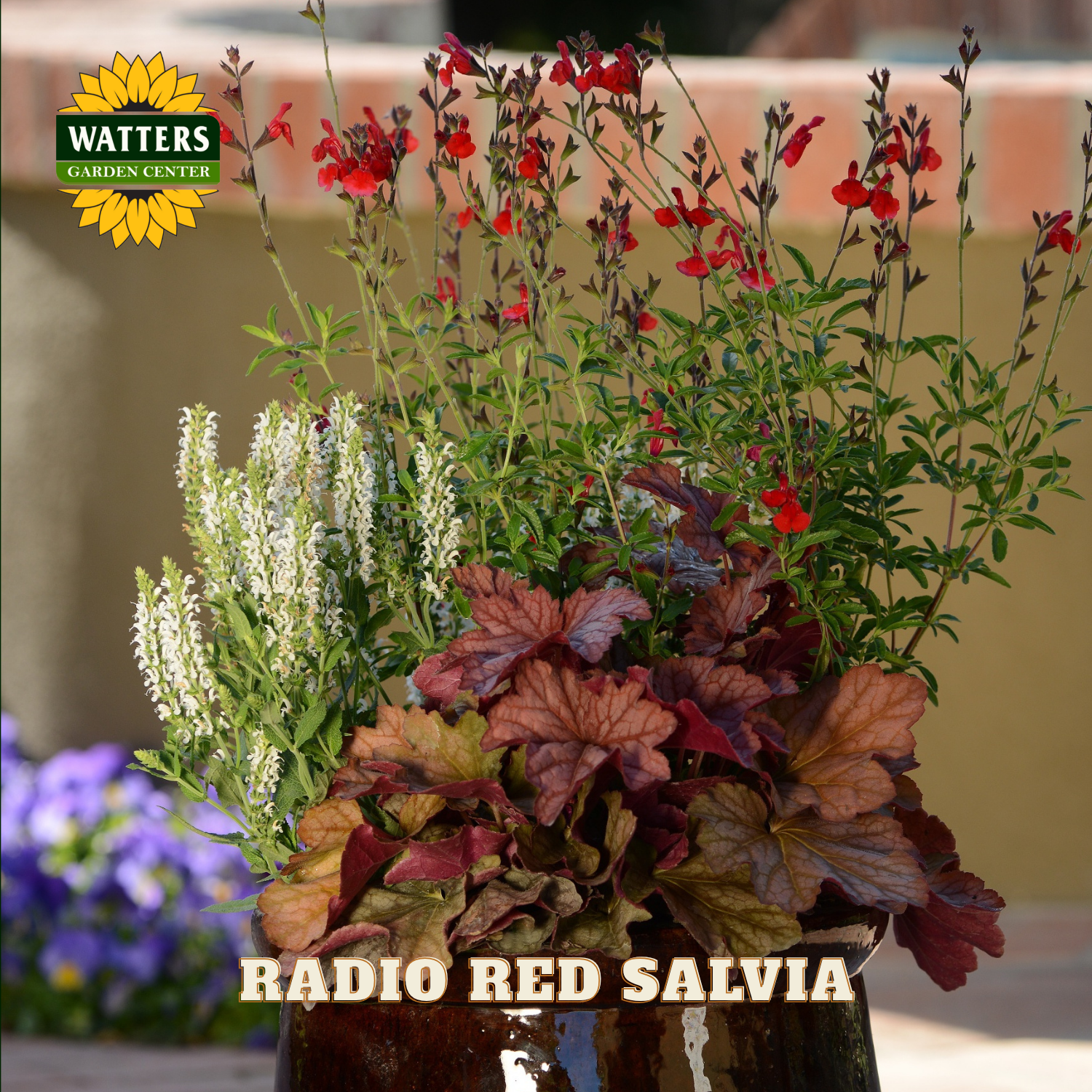 Watters Garden Center Salvia greggii - Thumbnail 2