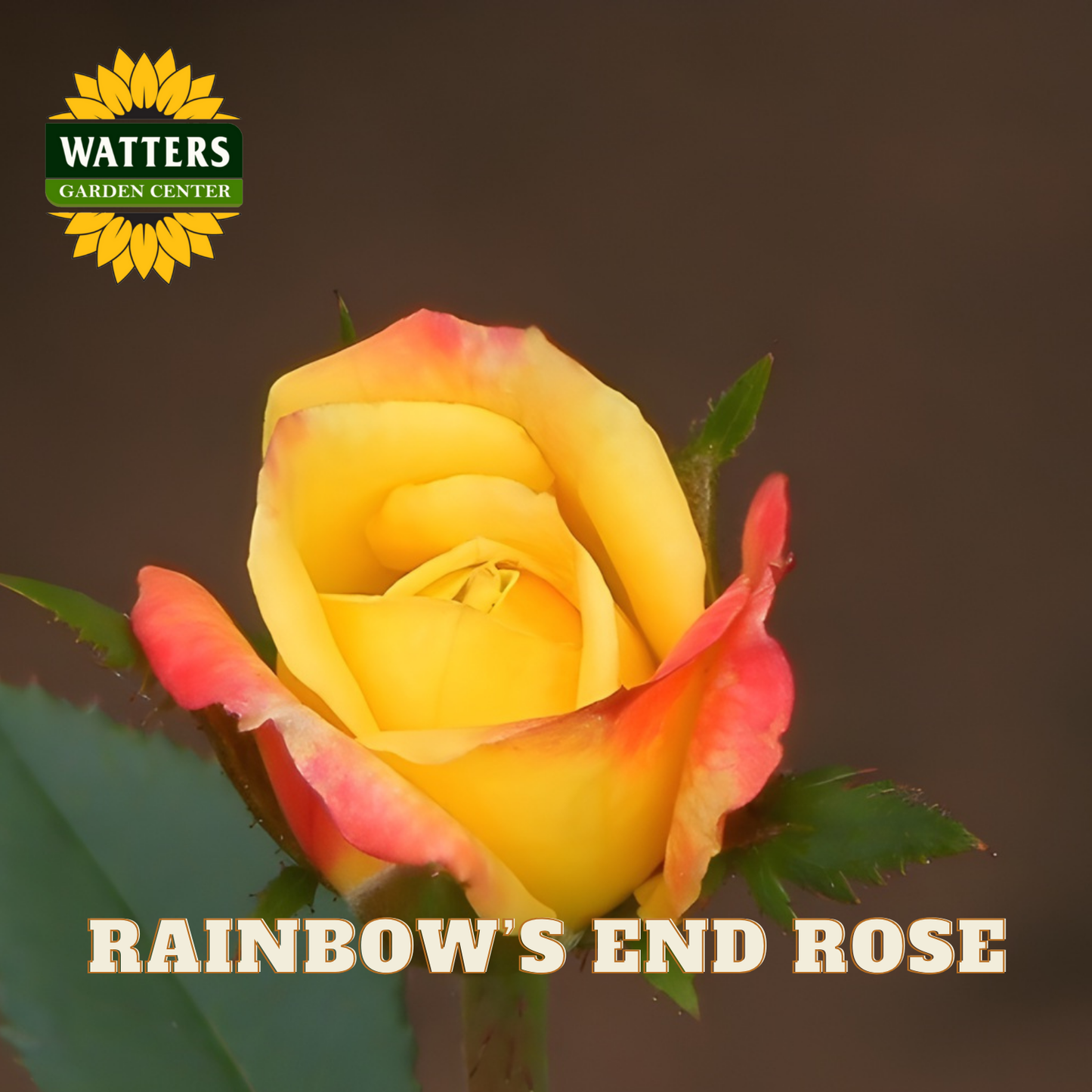 Yellow and pink rose with 'Watters Garden Center' logo and 'Rainbow's End Rose' text.