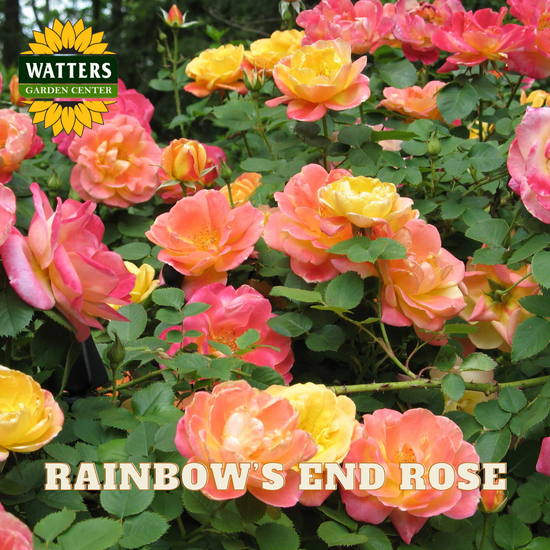 Colorful roses with 'Watters Garden Center' logo and 'Rainbow's End Rose' text.