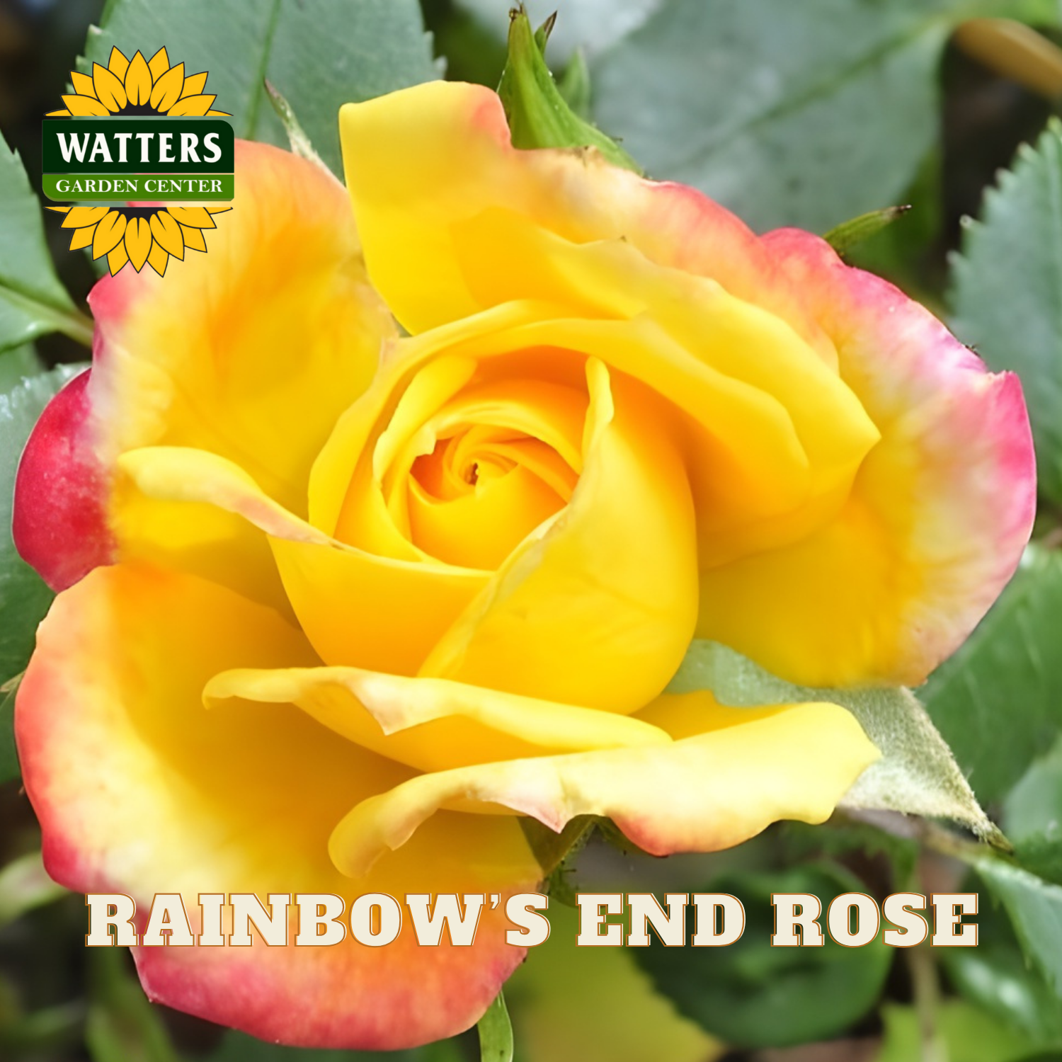 Close-up of a 'Rainbow's End Rose' with Watters Garden Center logo.